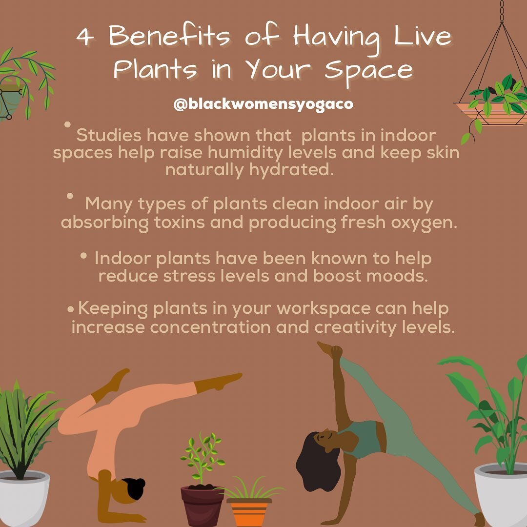 As though we needed any more reasons to fill our space with house plants, here are 4 benefits of having them 🪴

Do you have houseplants in your space and do you feel like it impacts the vibe?✨ 

Tag #blackwomensyogaco to be featured! 🧘🏾&zwj;♀️

#B