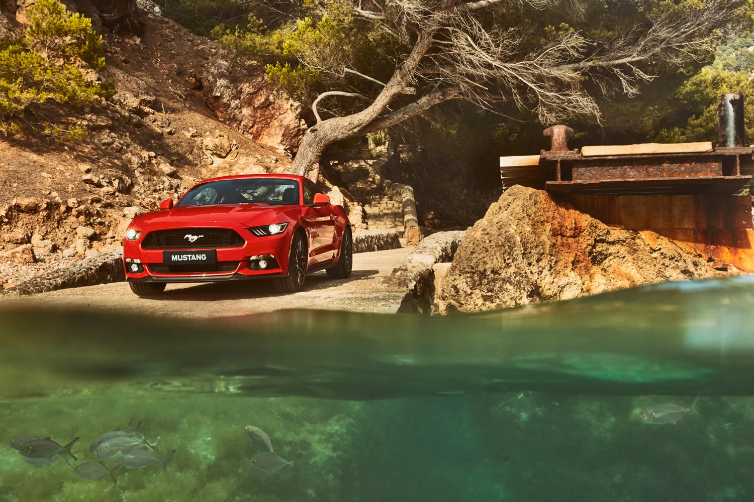 mustang1.jpg