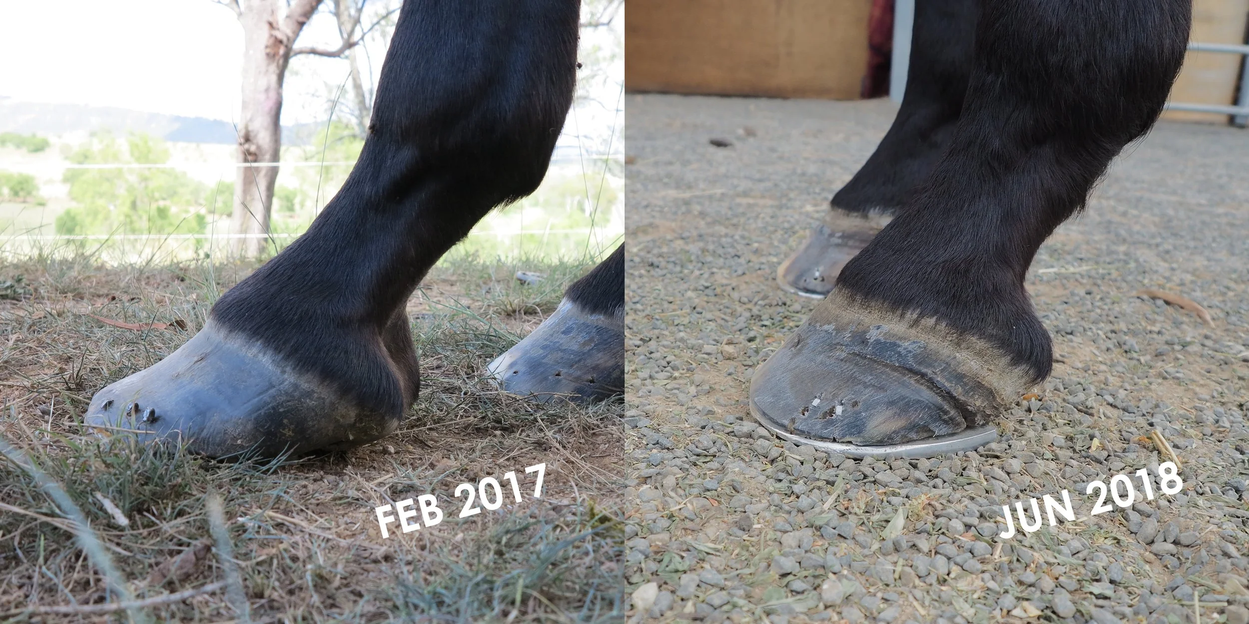 Shoeing with Wedges