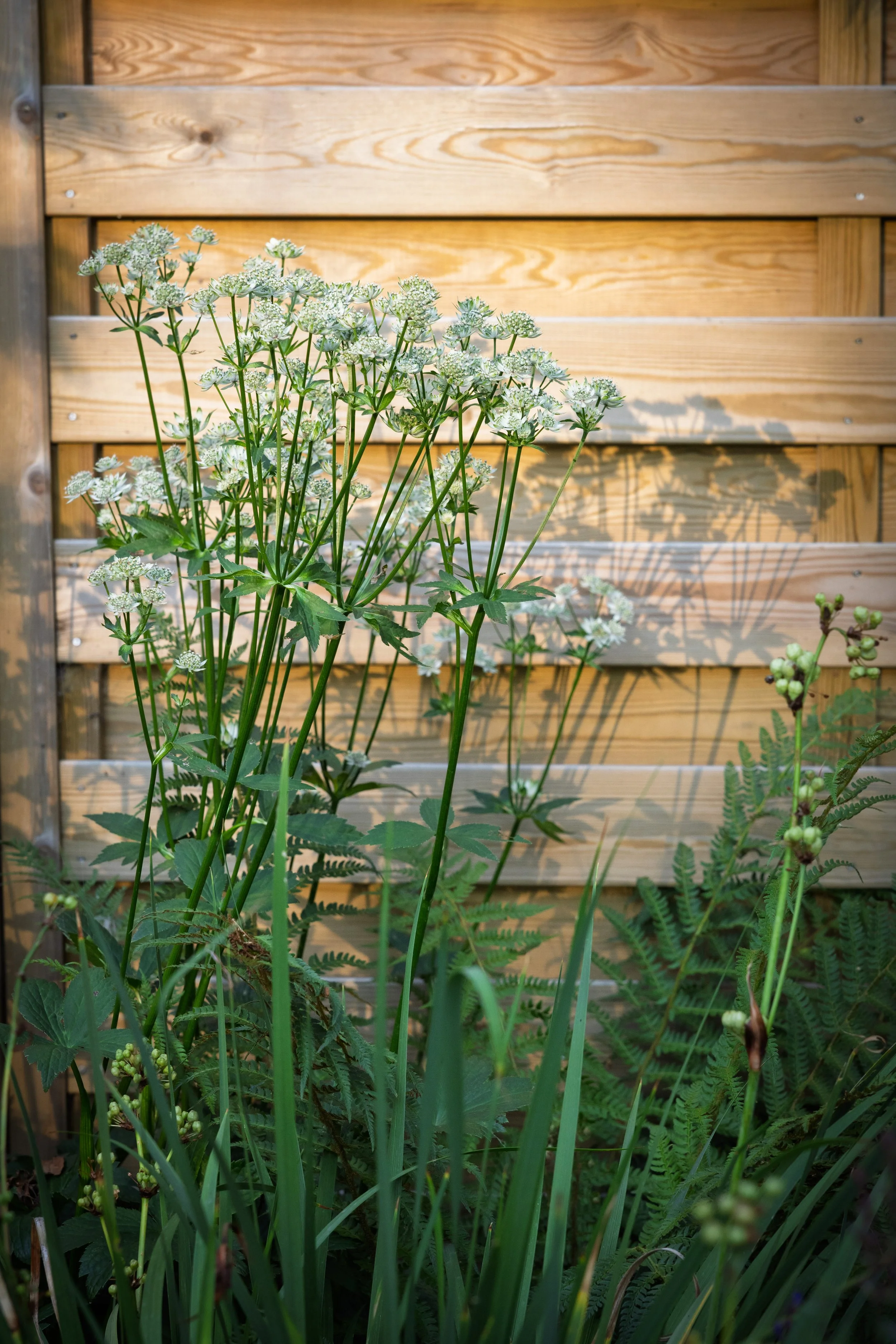 AstrantiaagainstfenceniceWC.jpg