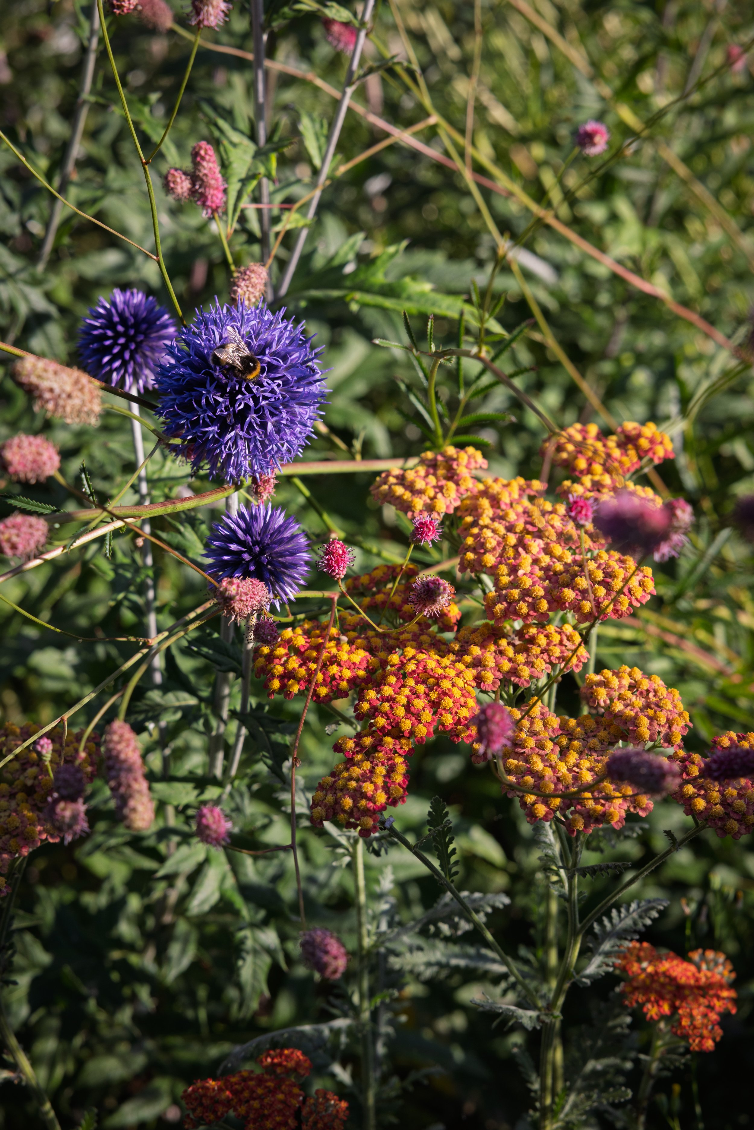 Pollinator friendly plants