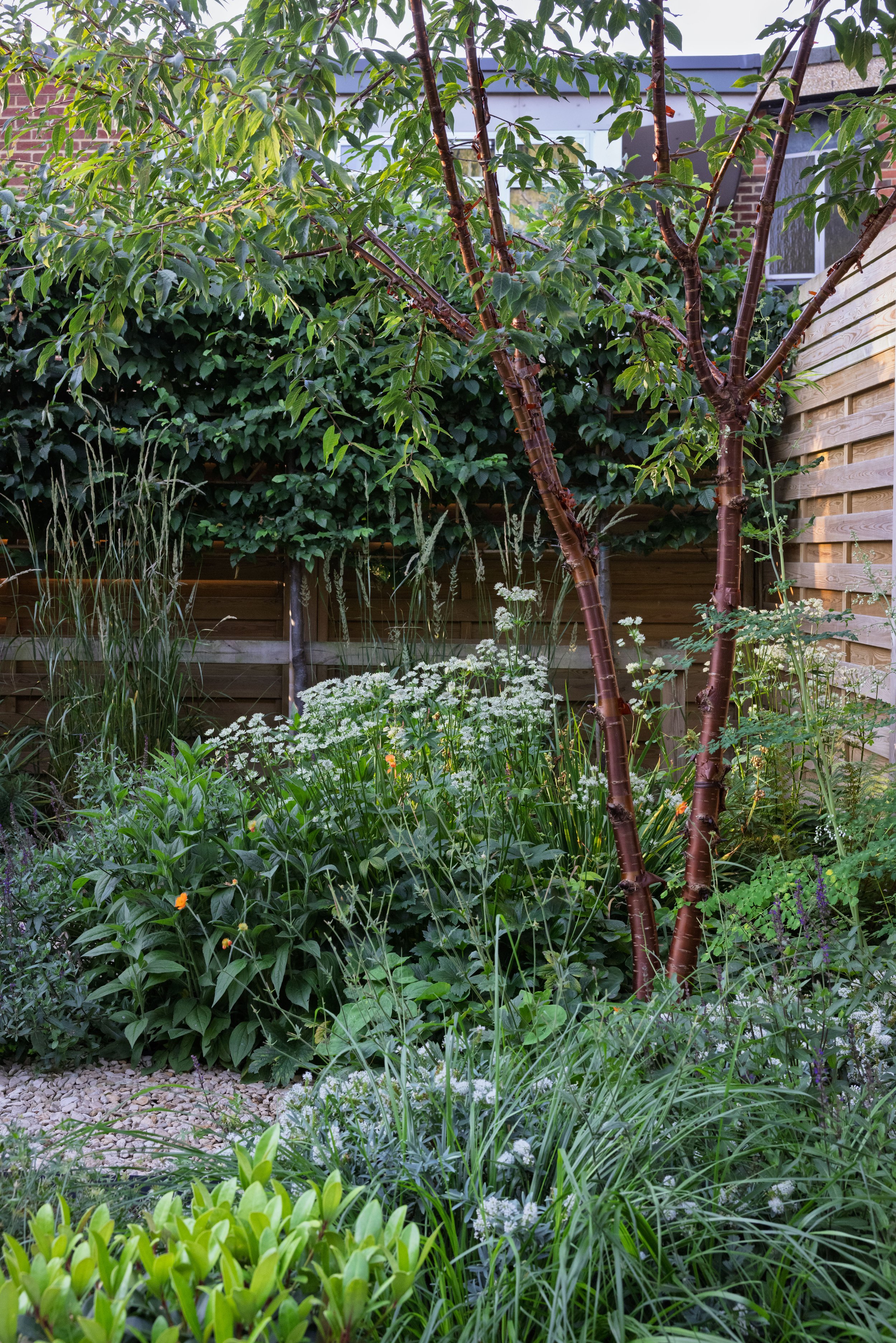 Plants for small gardens, Great Missenden