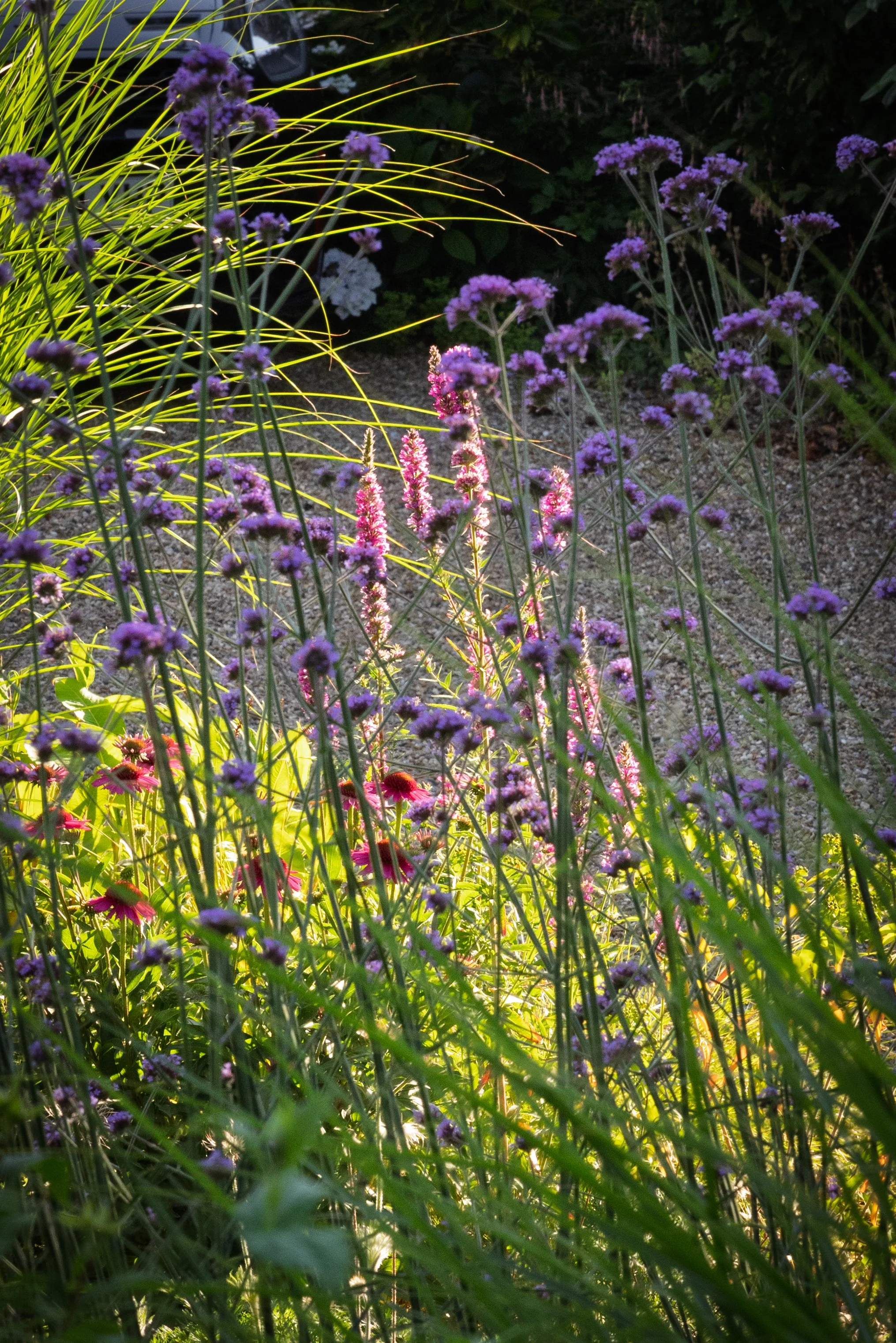 Naturalistic planting, Little Kingshill