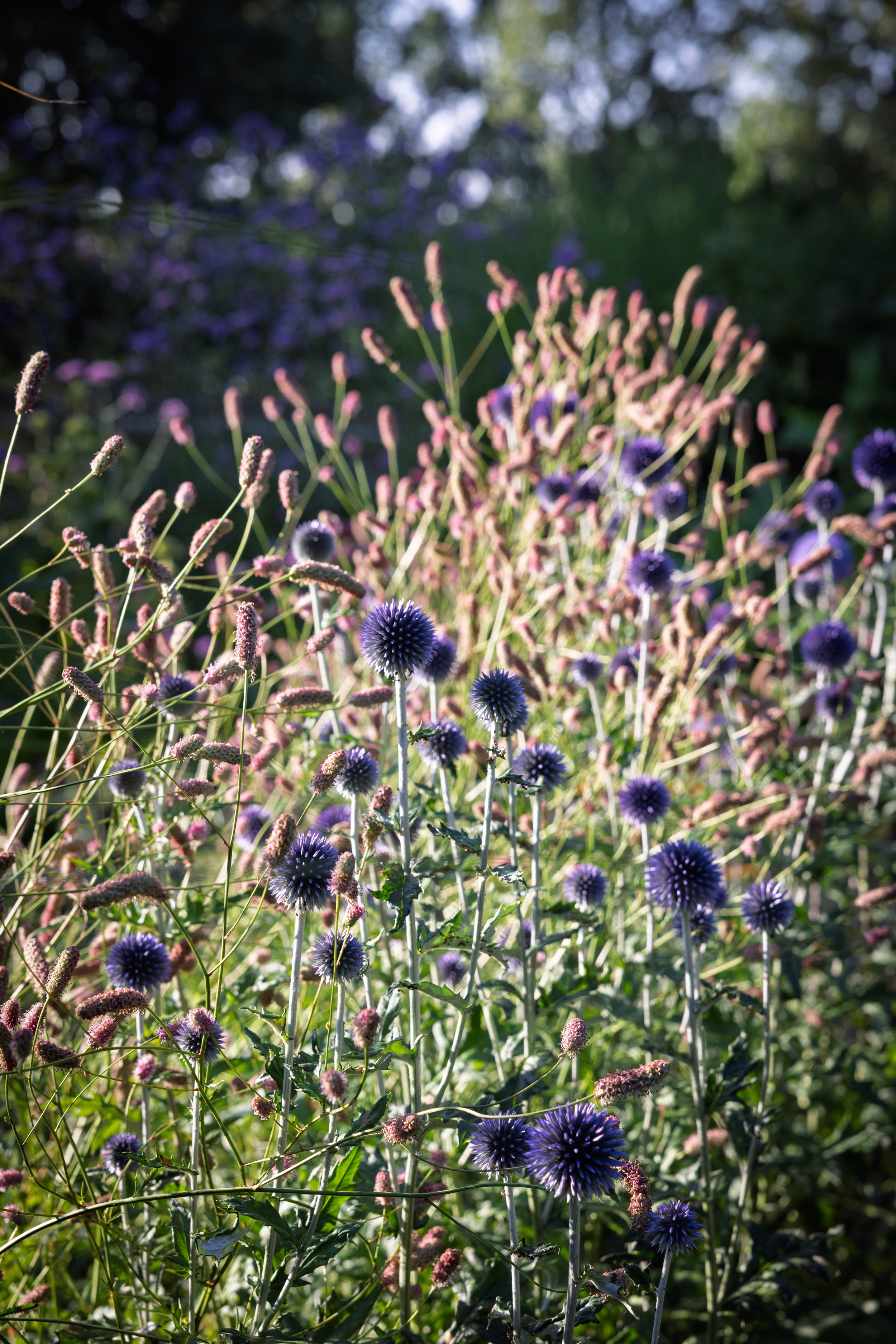 Planting combinations, Little Kingshill