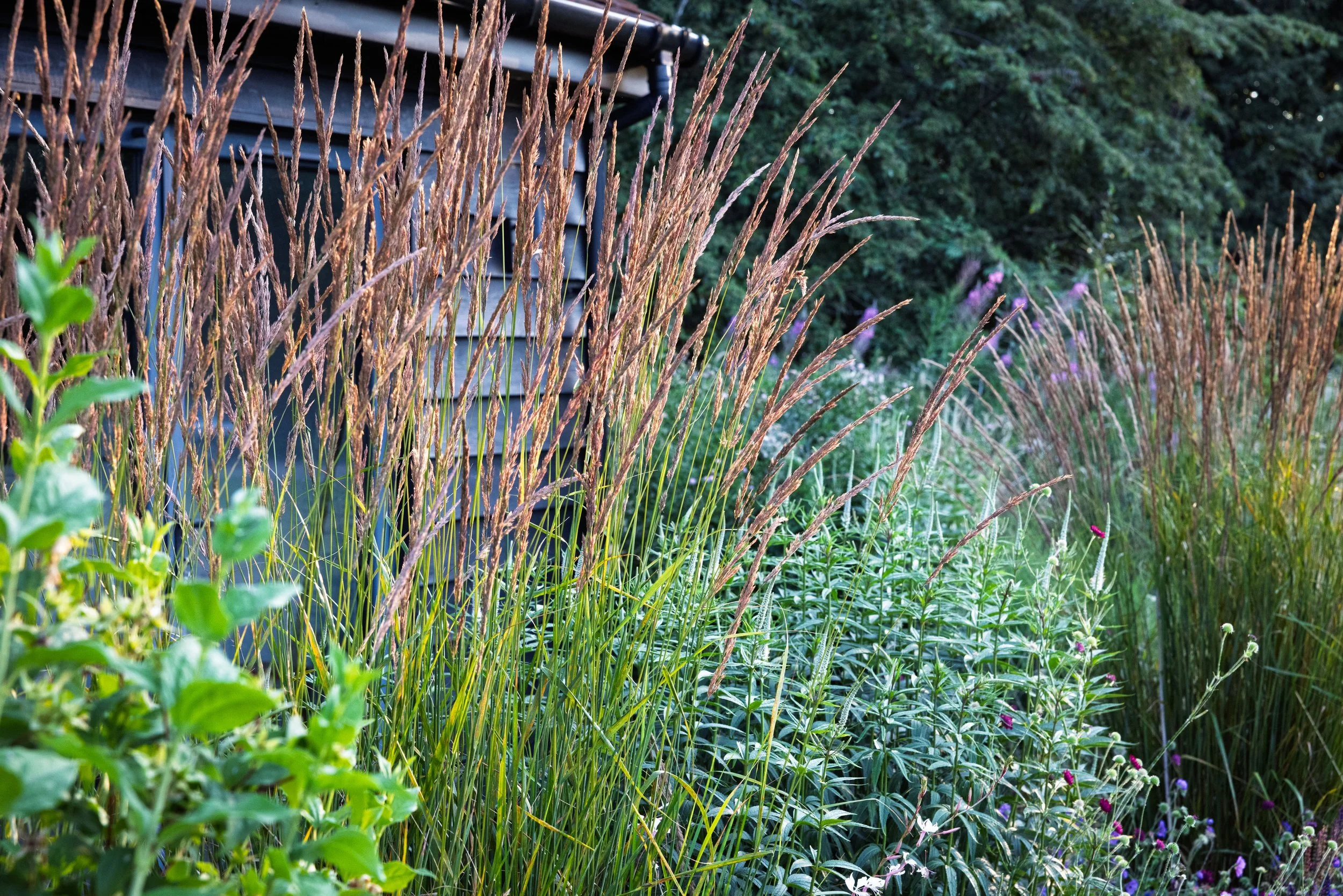 Grass textures