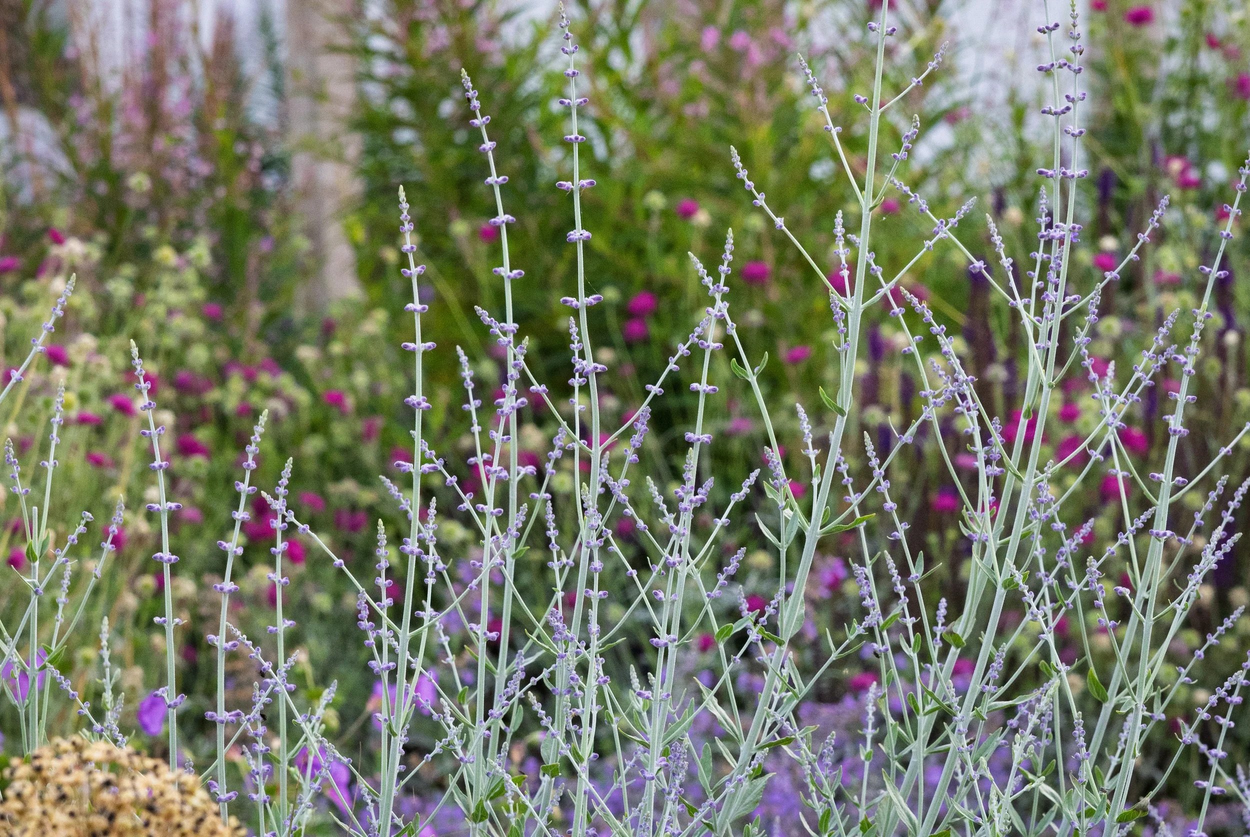Plants for sunny, dry areas