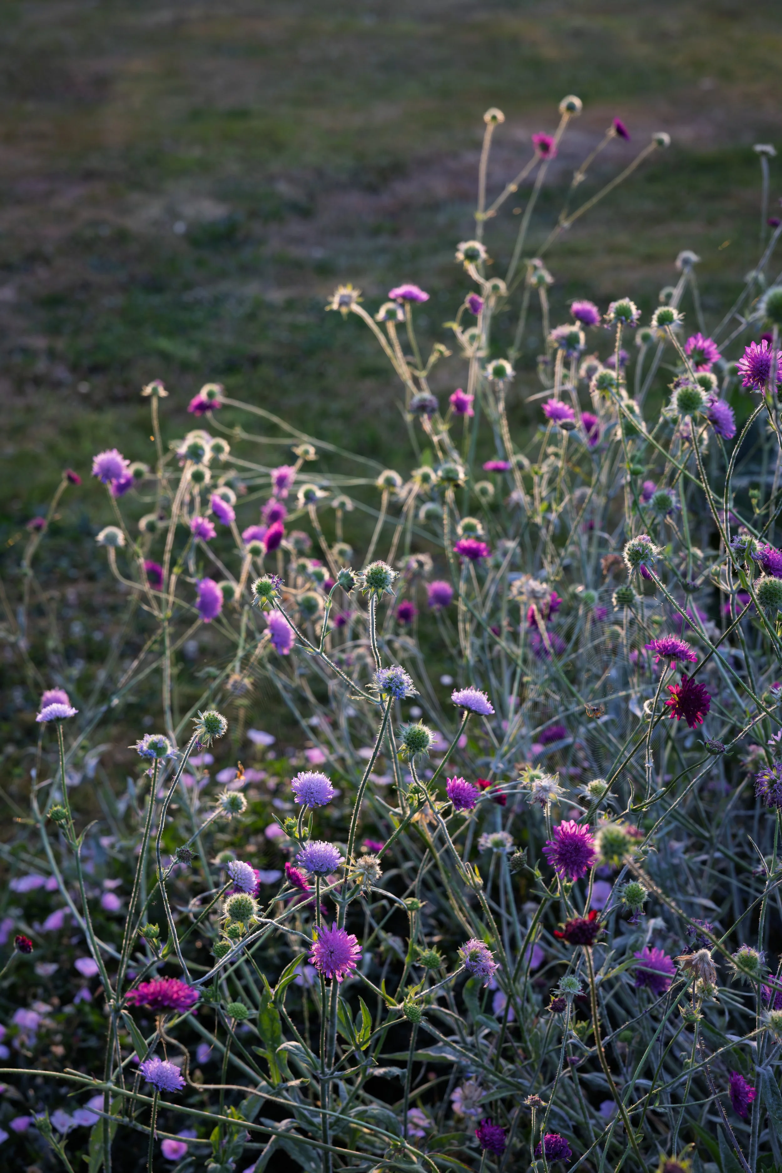 Naturalistic planting, Great Missenden