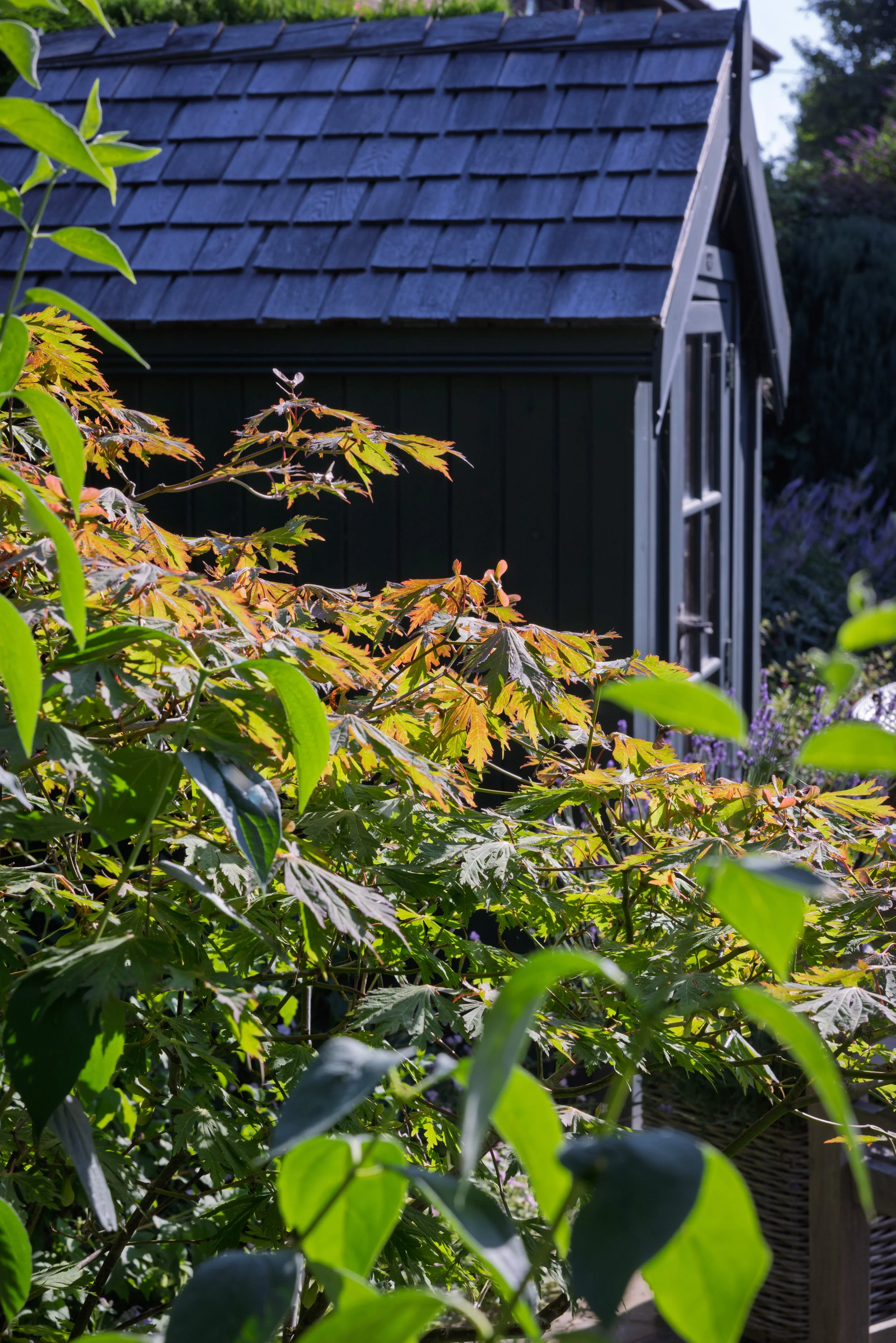 Through the plants, Chalfont