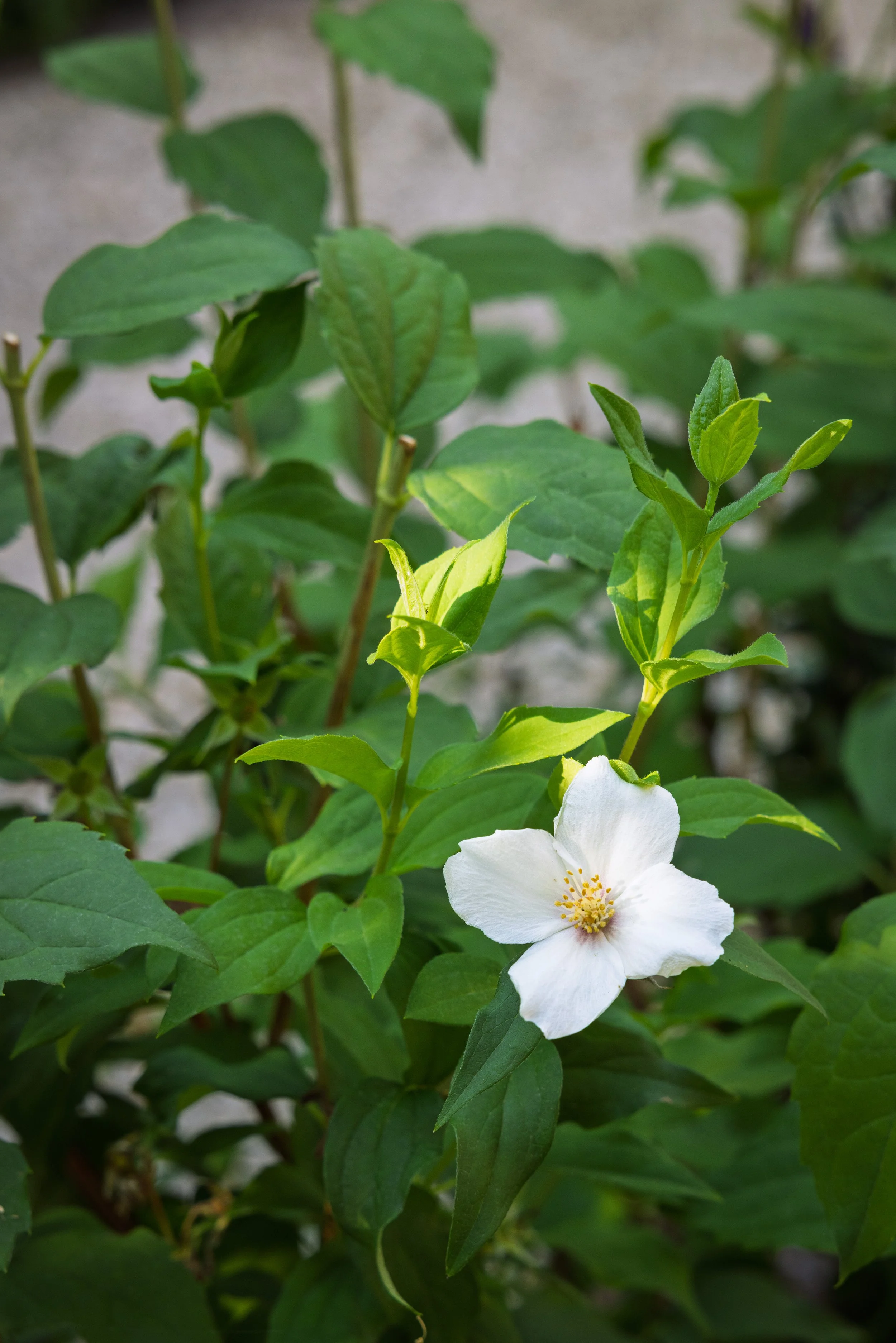 Philadelphus