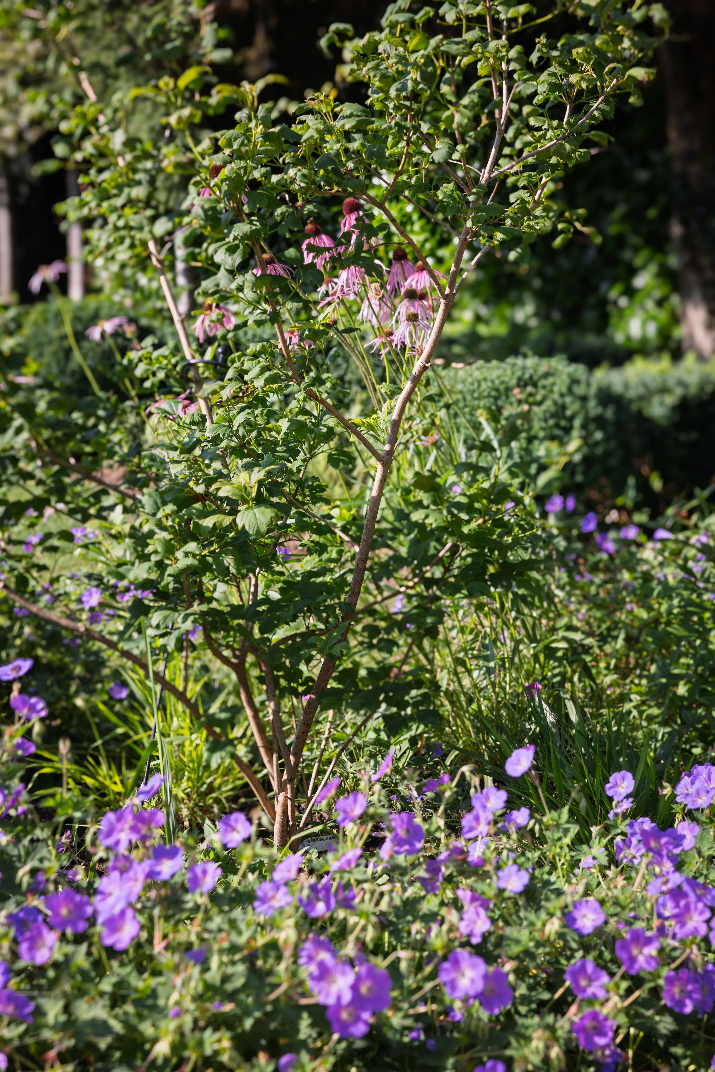 Easy planting combinations