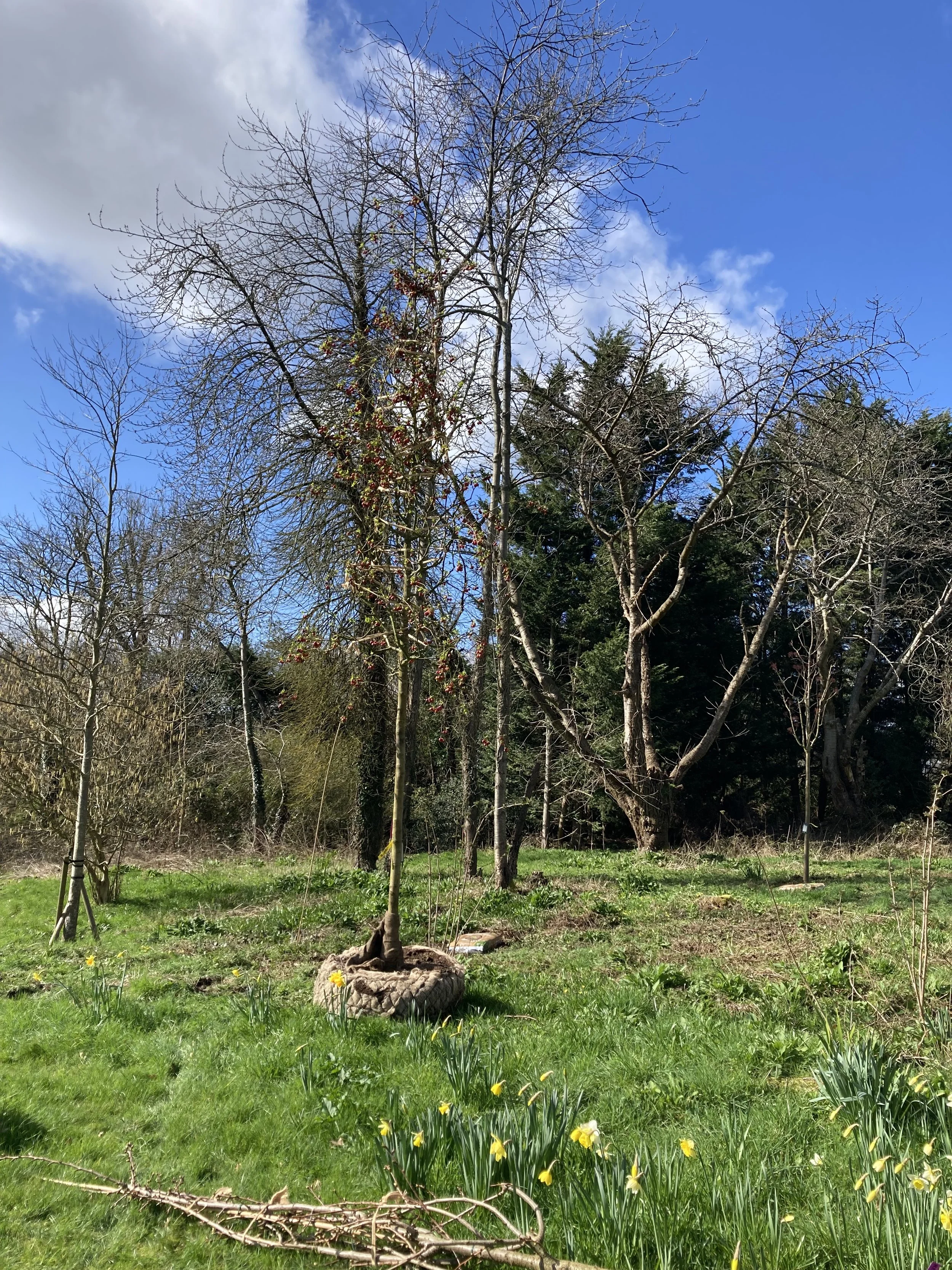 Tree planting, Little Kingshill