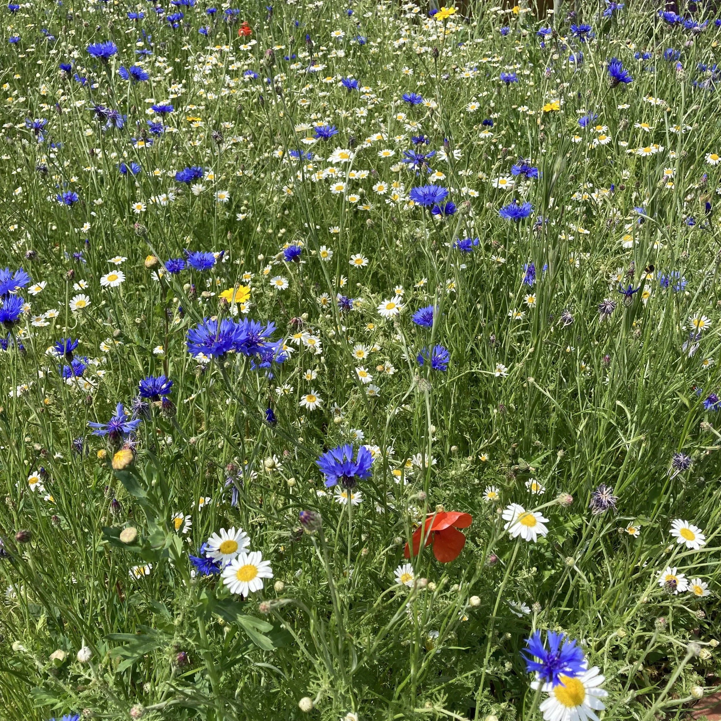 Wildflower meadow, Great Missenden