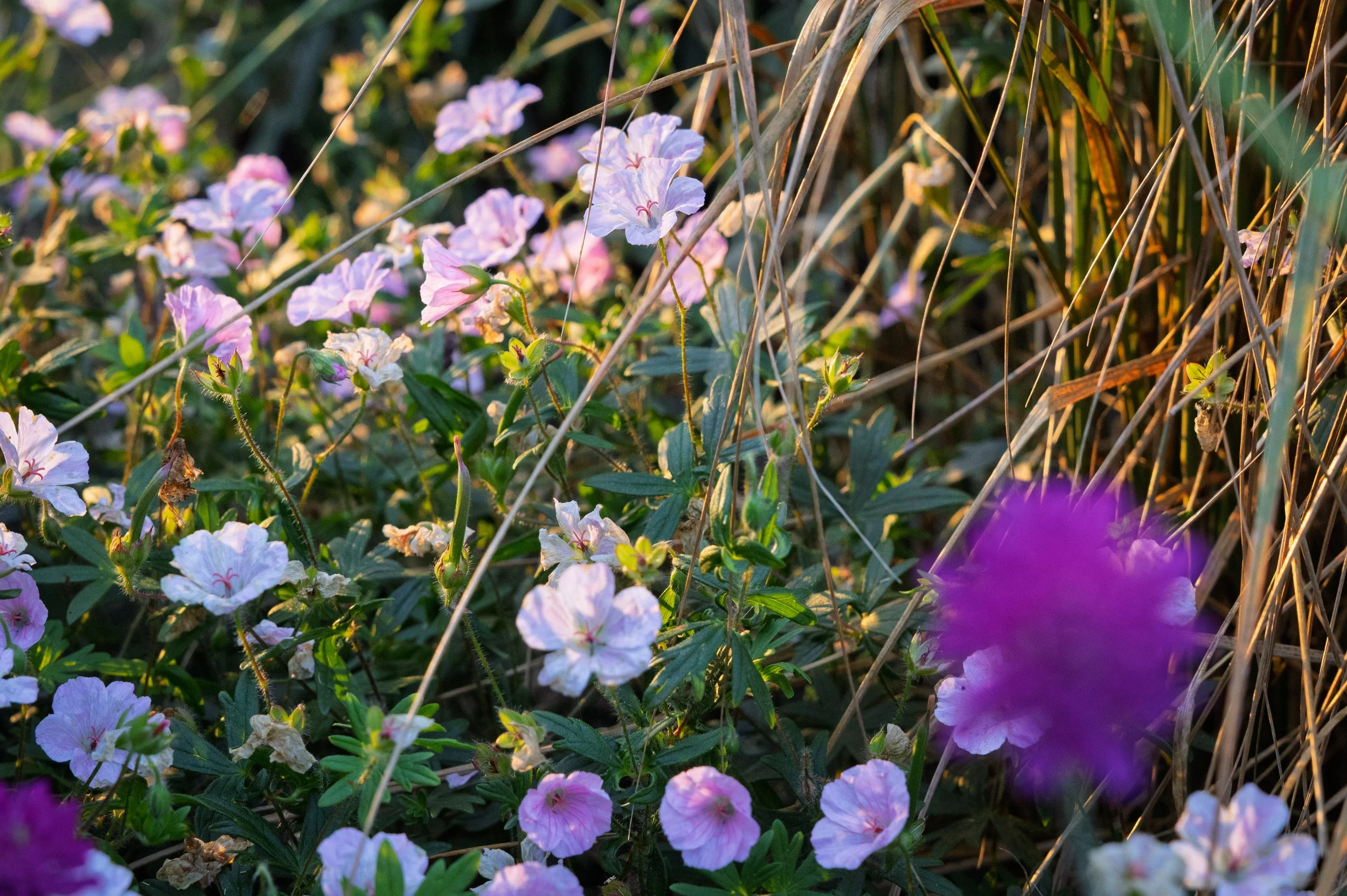 Planting combinations 