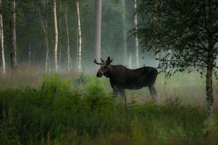 Moose bull. Photo: Jan Nordström