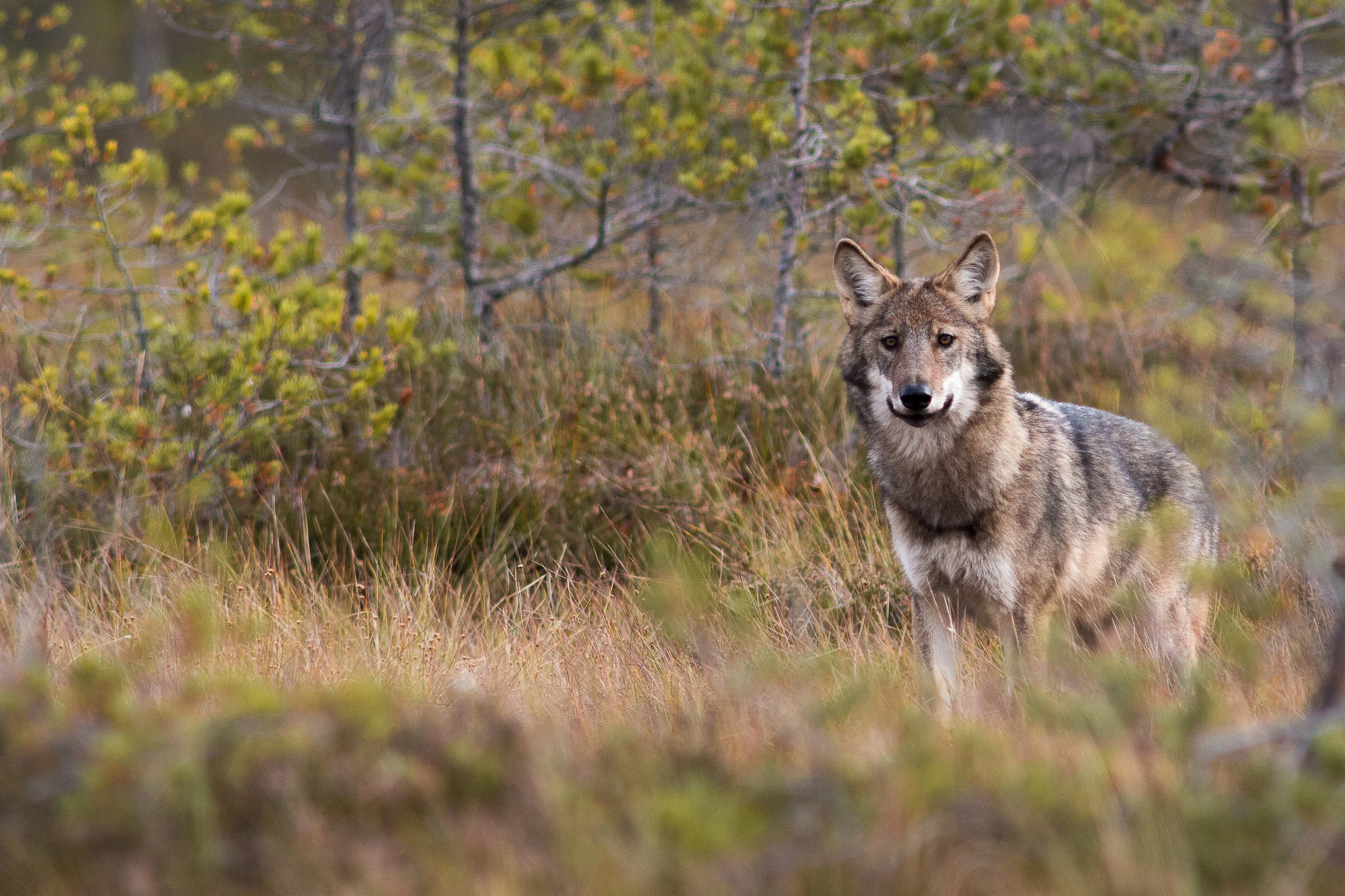 A Wolf Howling Experience with night in tent — WildSweden wildlife