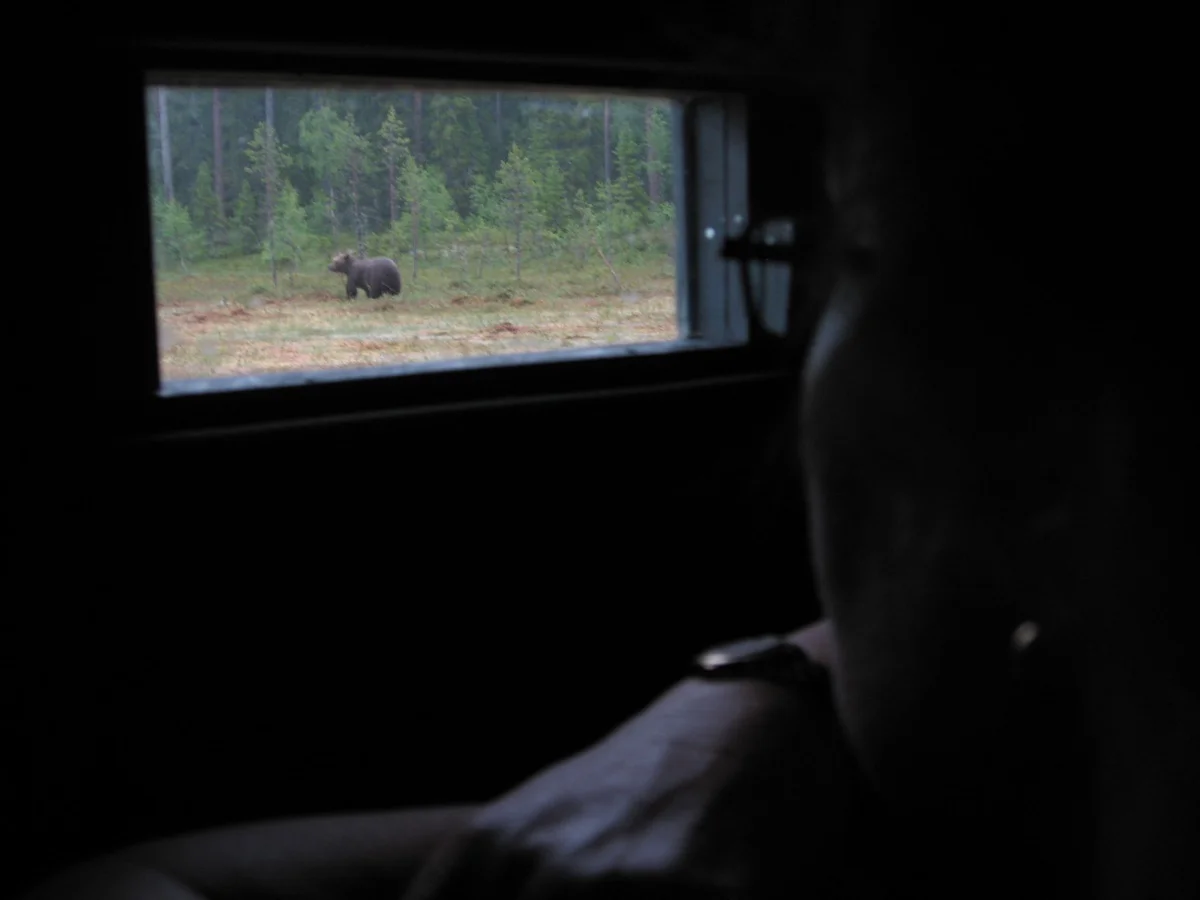 Bear watching hide in Swedish forest used for wildlife photography.
