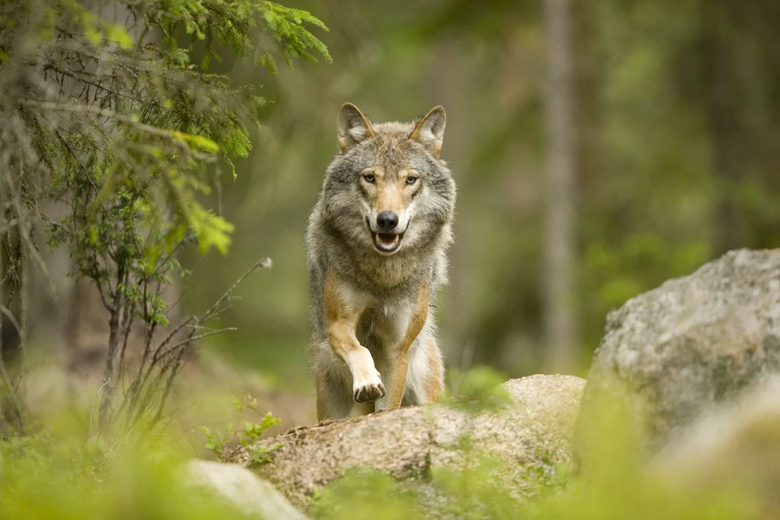 Wolves, Moose &amp; Beavers in the forests of Central Sweden