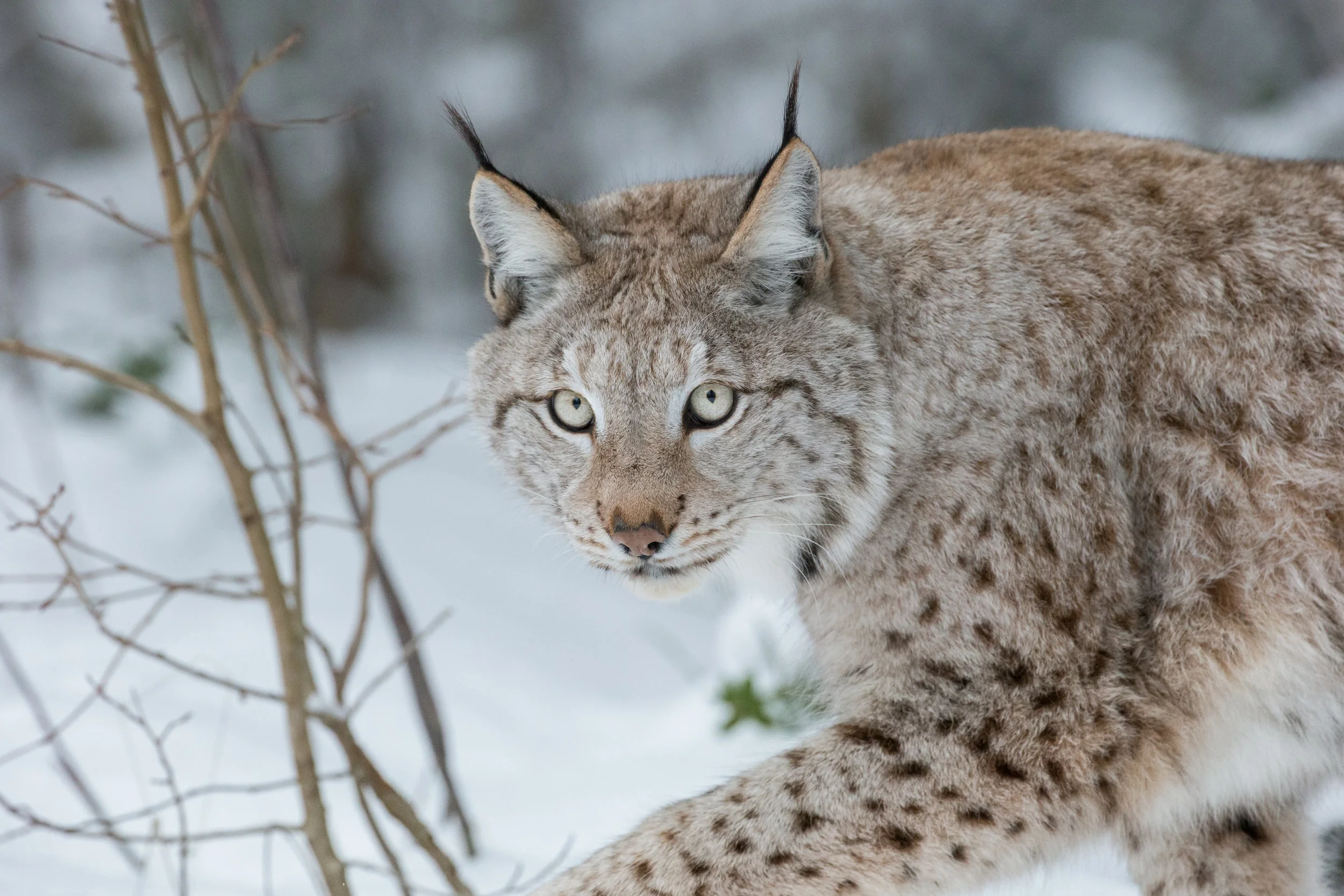 Lynx expedition in wild Lapland 2021