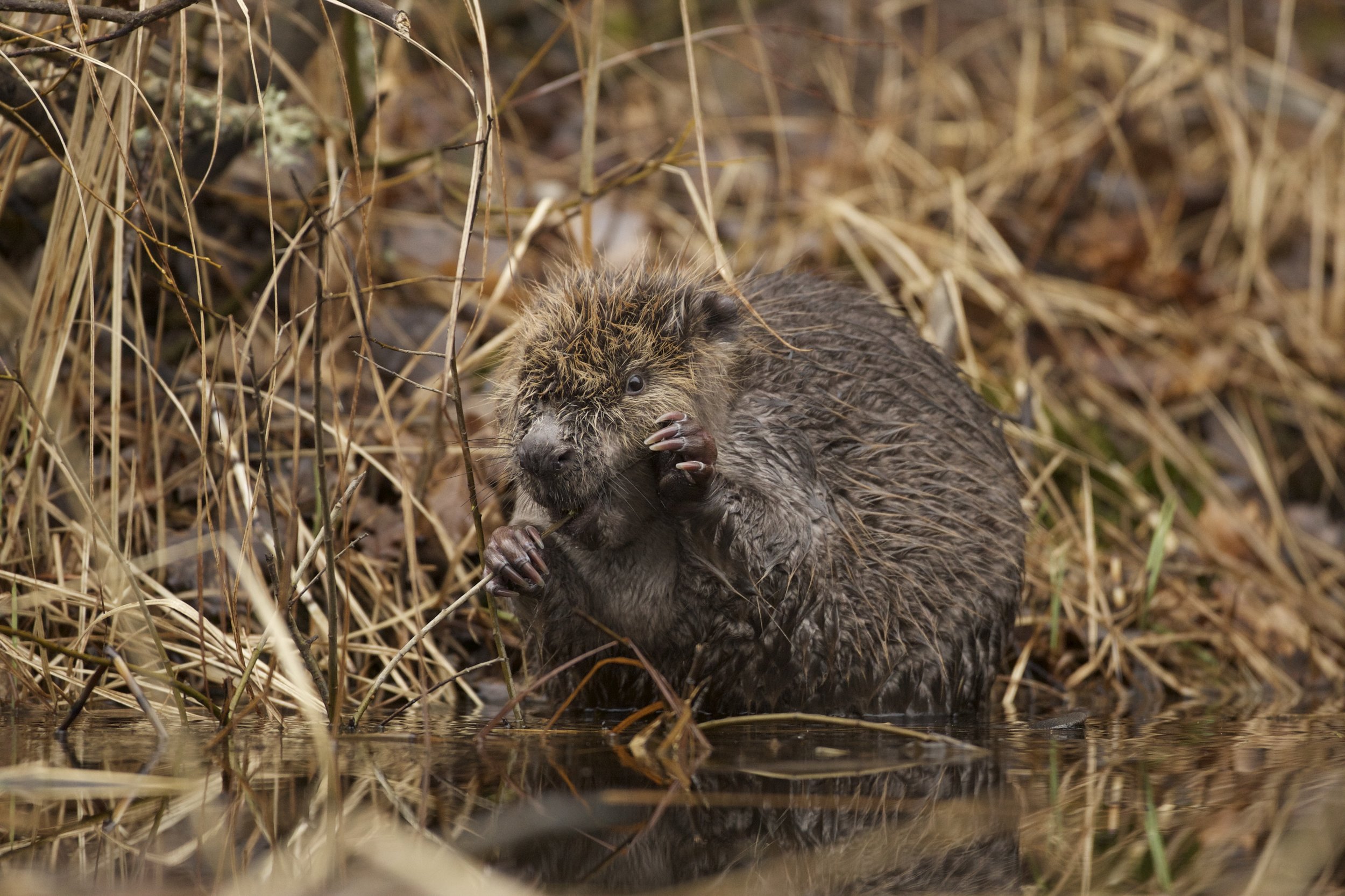 Beaver Safari in Skinnskatteberg