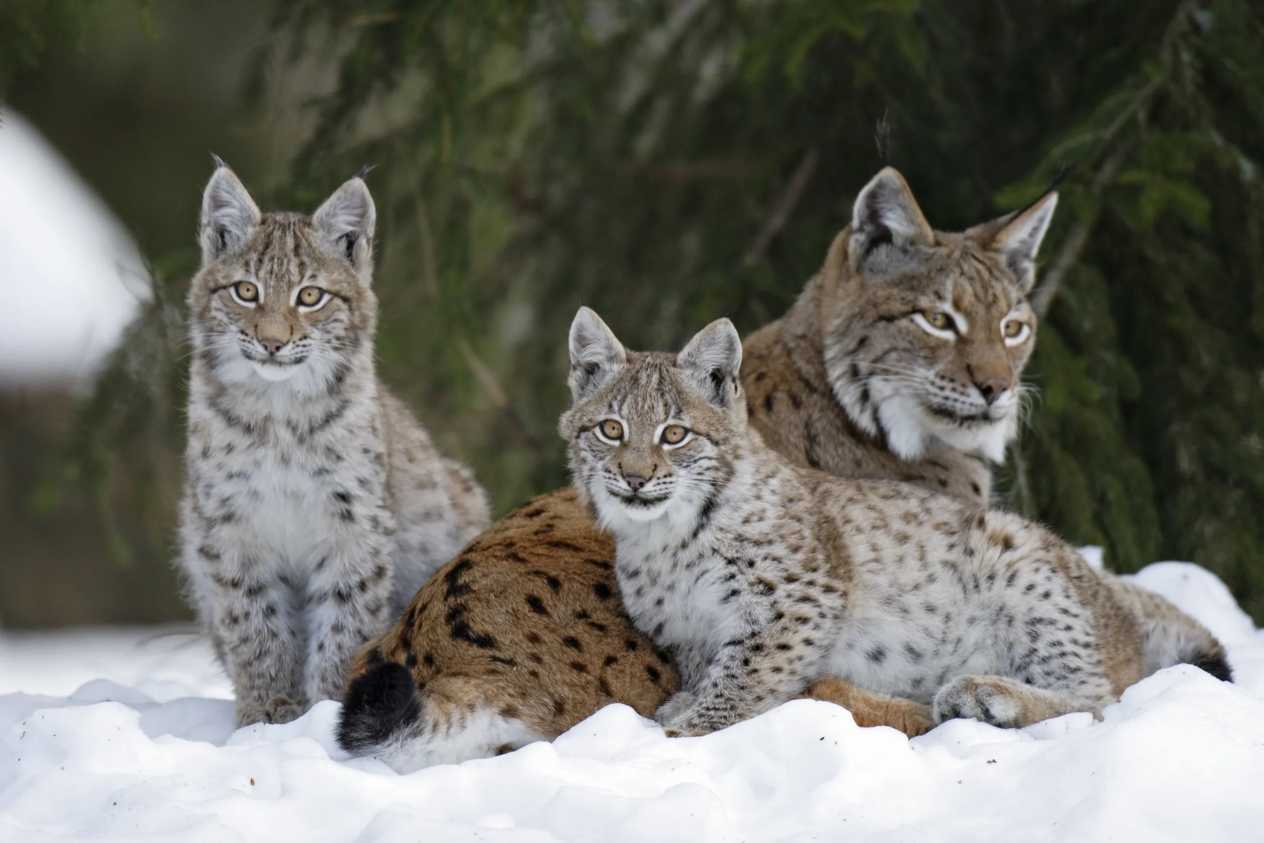 Lynx family in Sweden