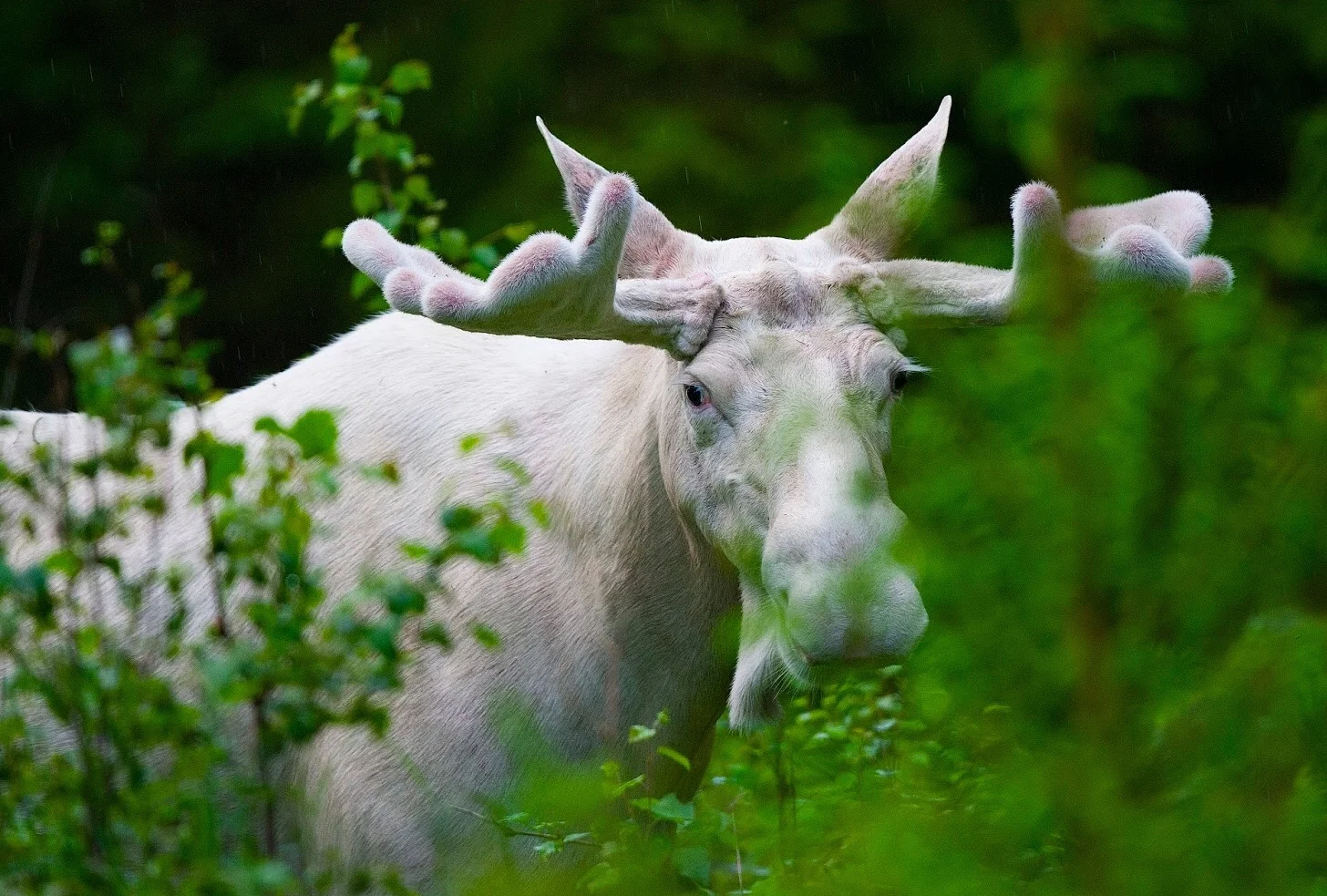 White Moose by Lasse Dybdahl