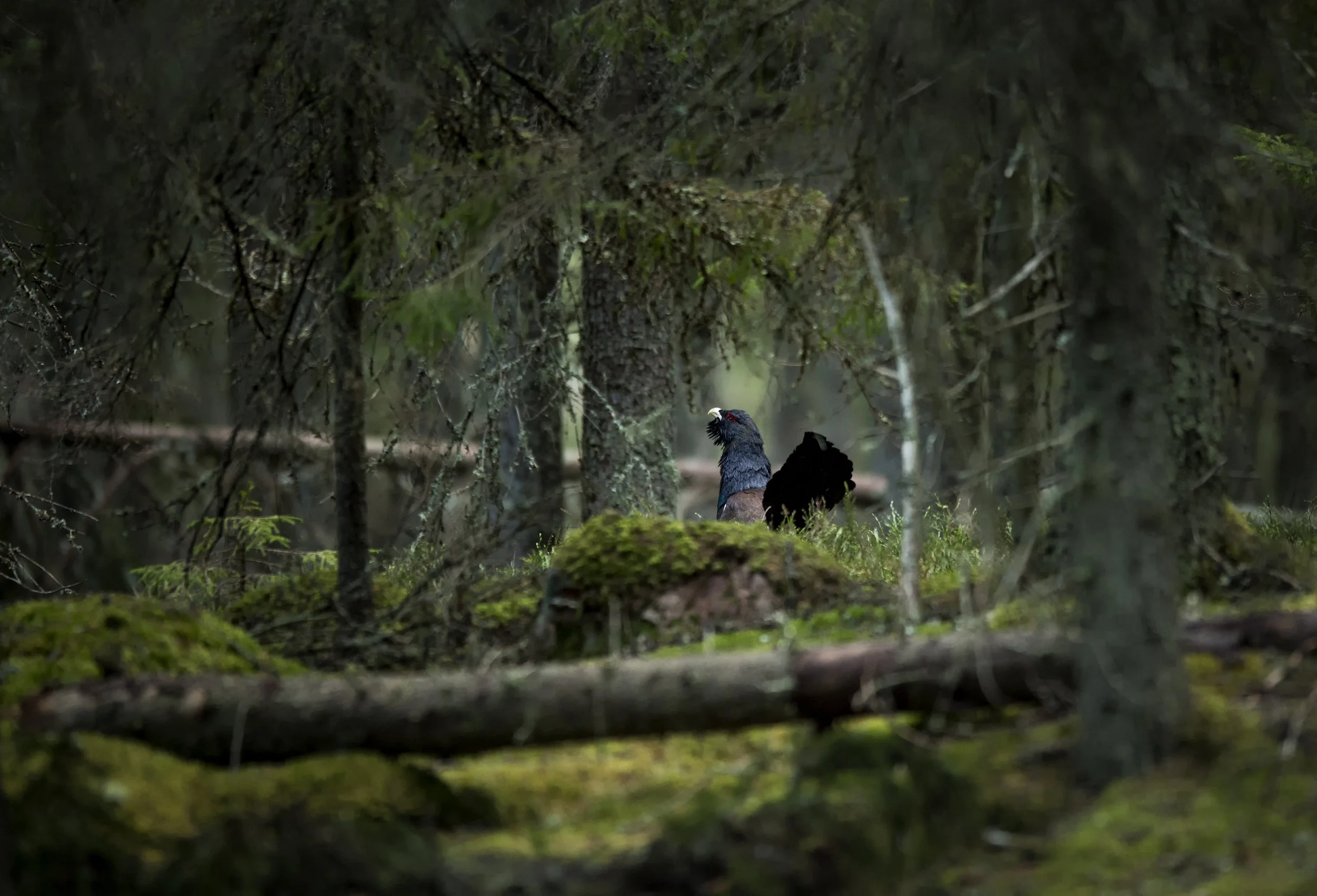 Capercaillie by Jörgen Pettersson