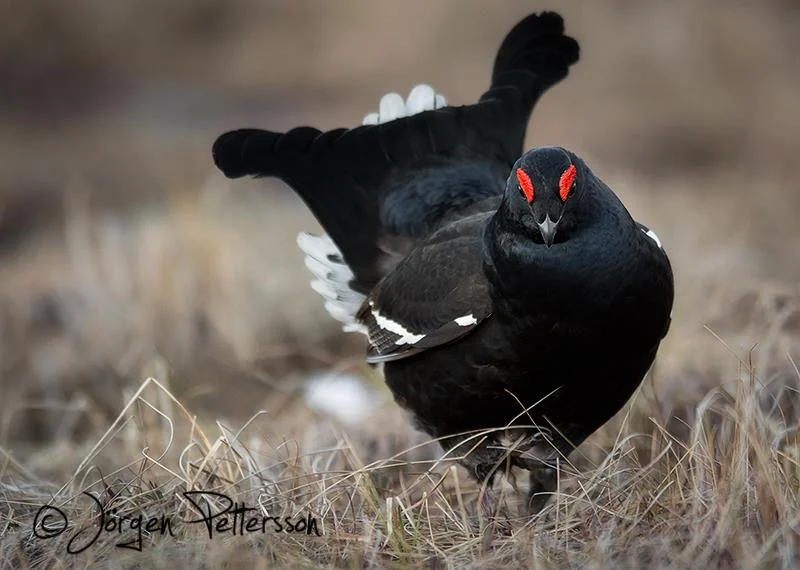 Swedish Ogres 11 incredible images of Sweden’s wildlife — WildSweden - wildlife ...