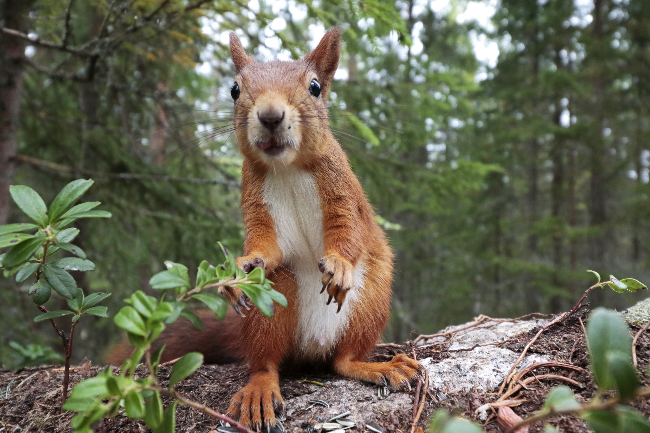 wildlife tour sweden