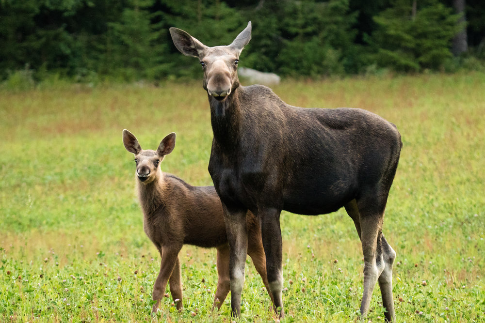 Facts about Moose — WildSweden - wildlife adventures in Sweden