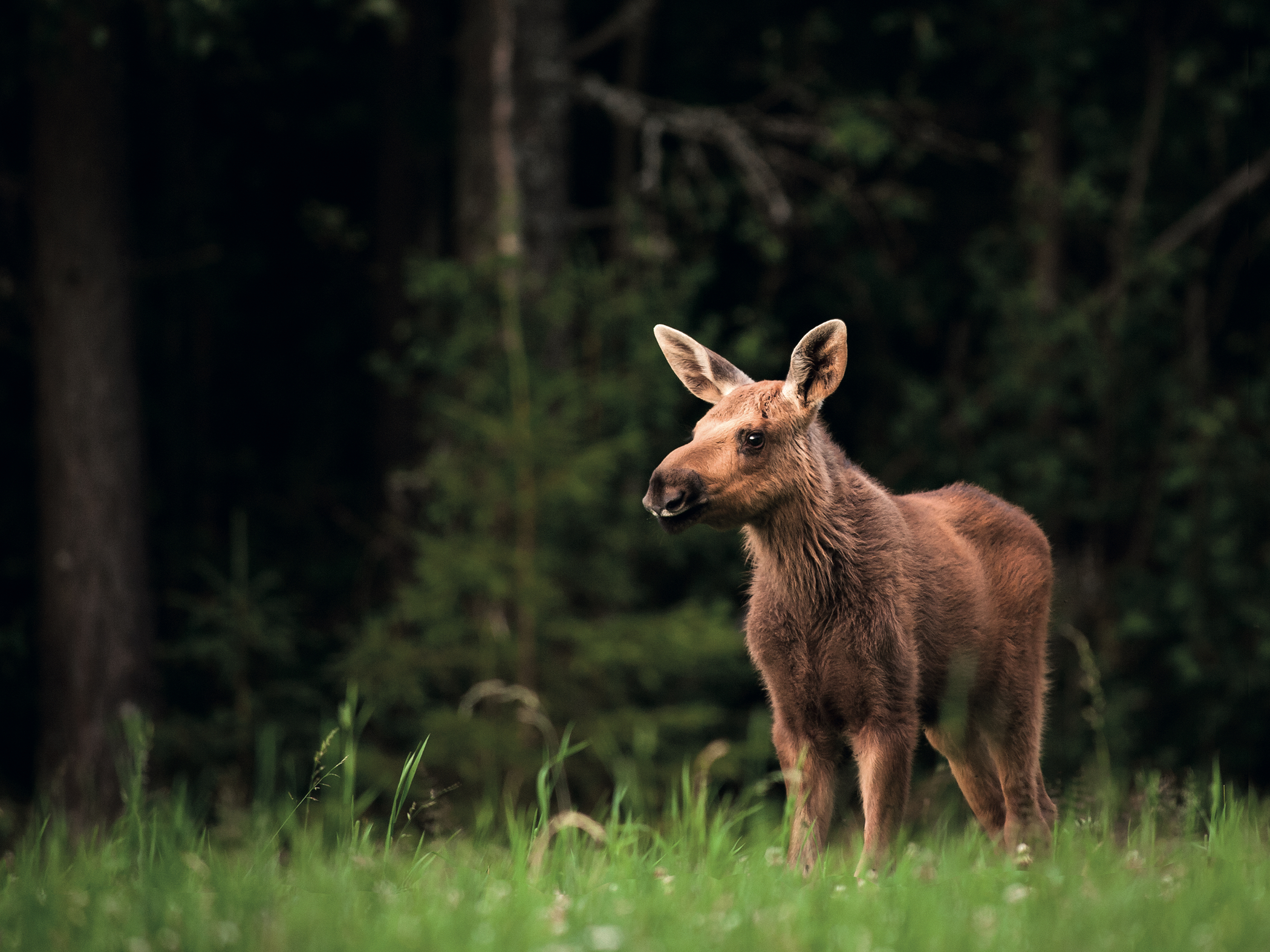 When and Where to See Animals in the Wild: Guide to Wildlife Watching