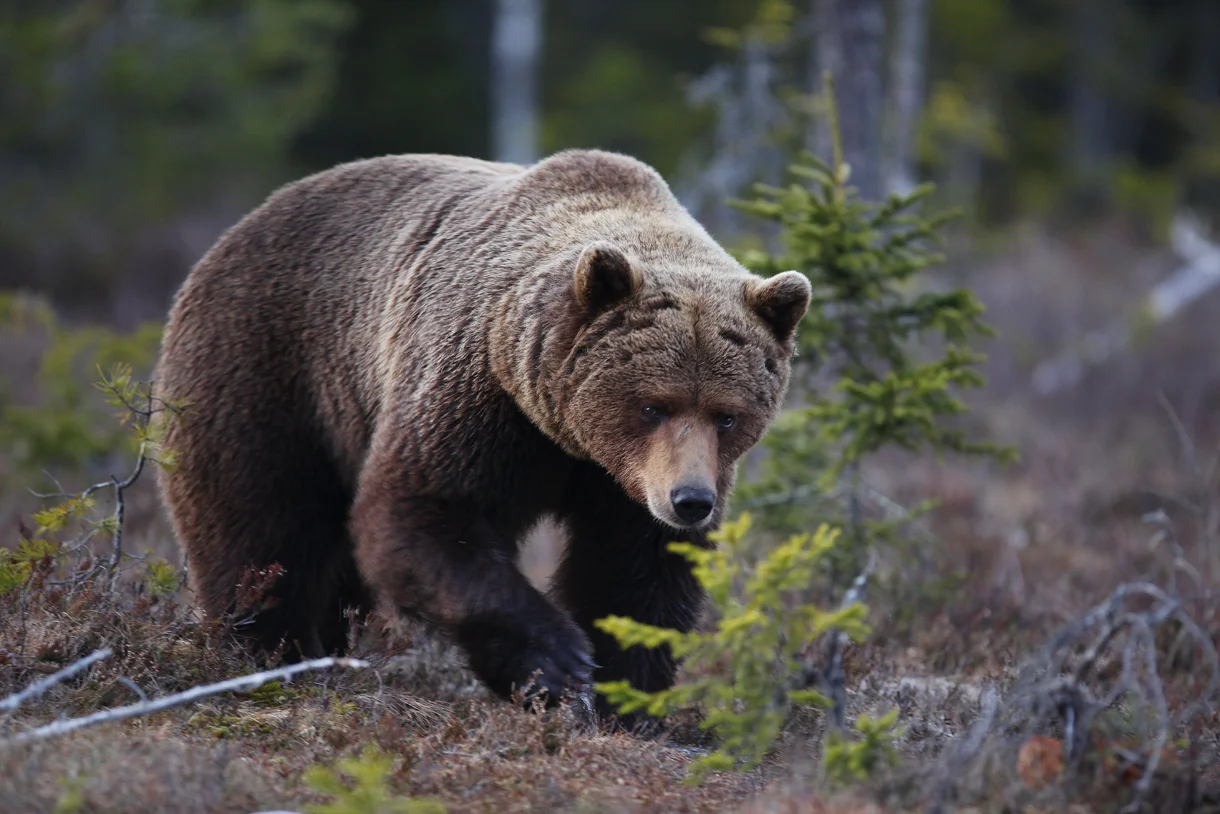 Brown bear photographed by Håkan Vargas