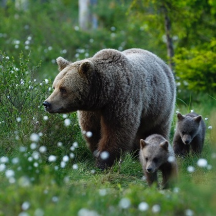 watch_photograph_bears_in_Sweden.jpg