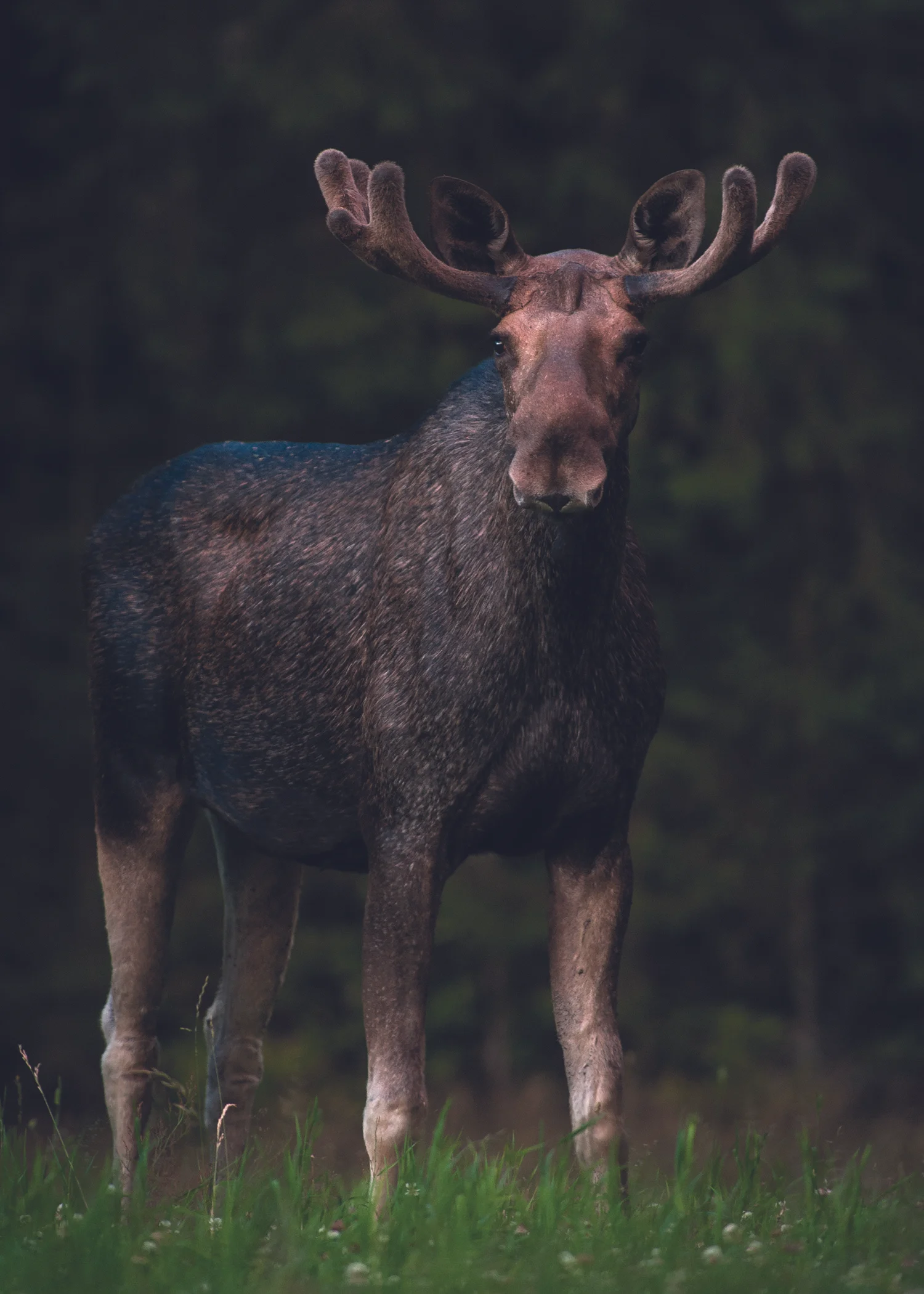 Kolarbyn Ecolodge Wildlife Adventure u2014 WildSweden - wildlife