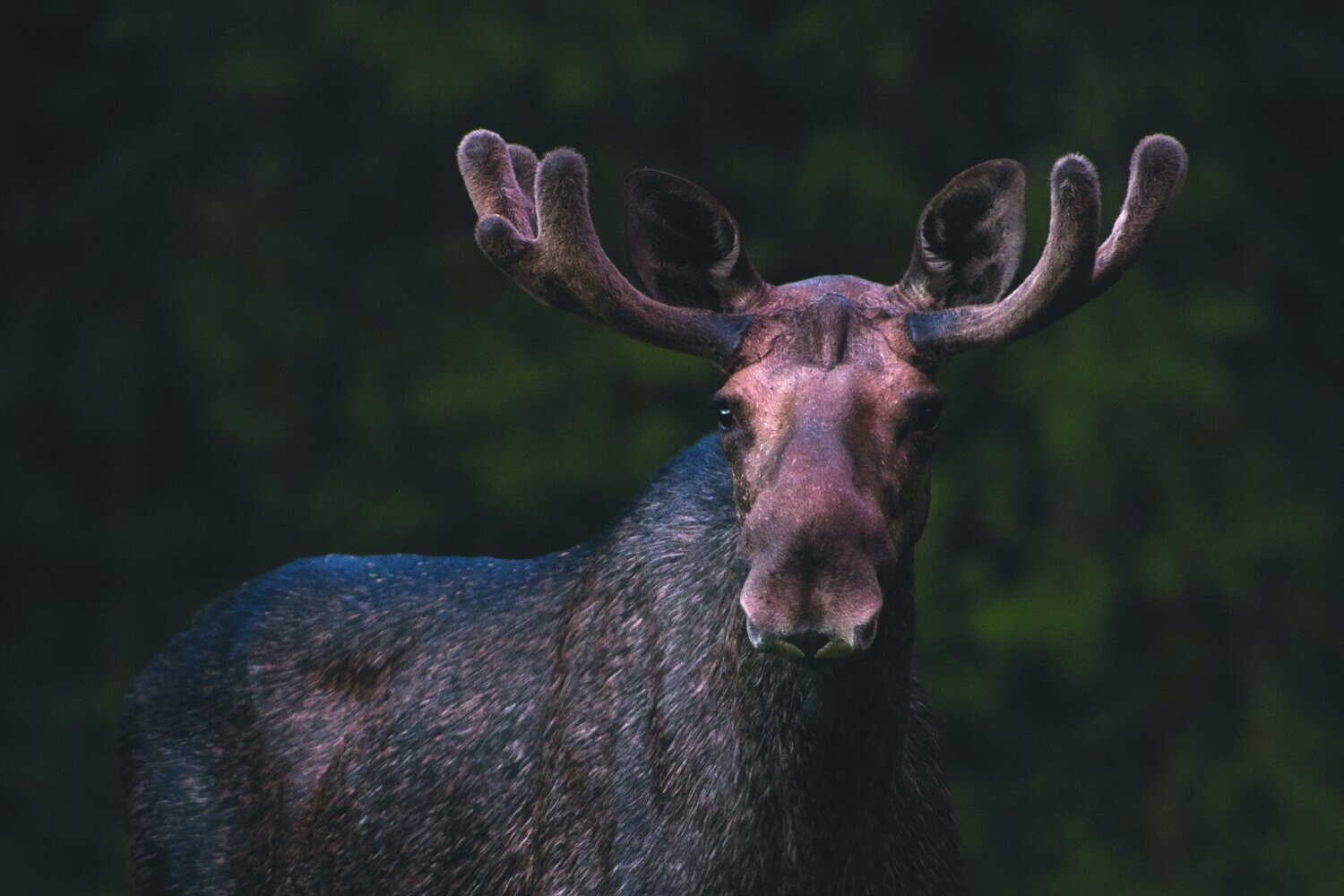 Facts about Moose — WildSweden - wildlife adventures in Sweden