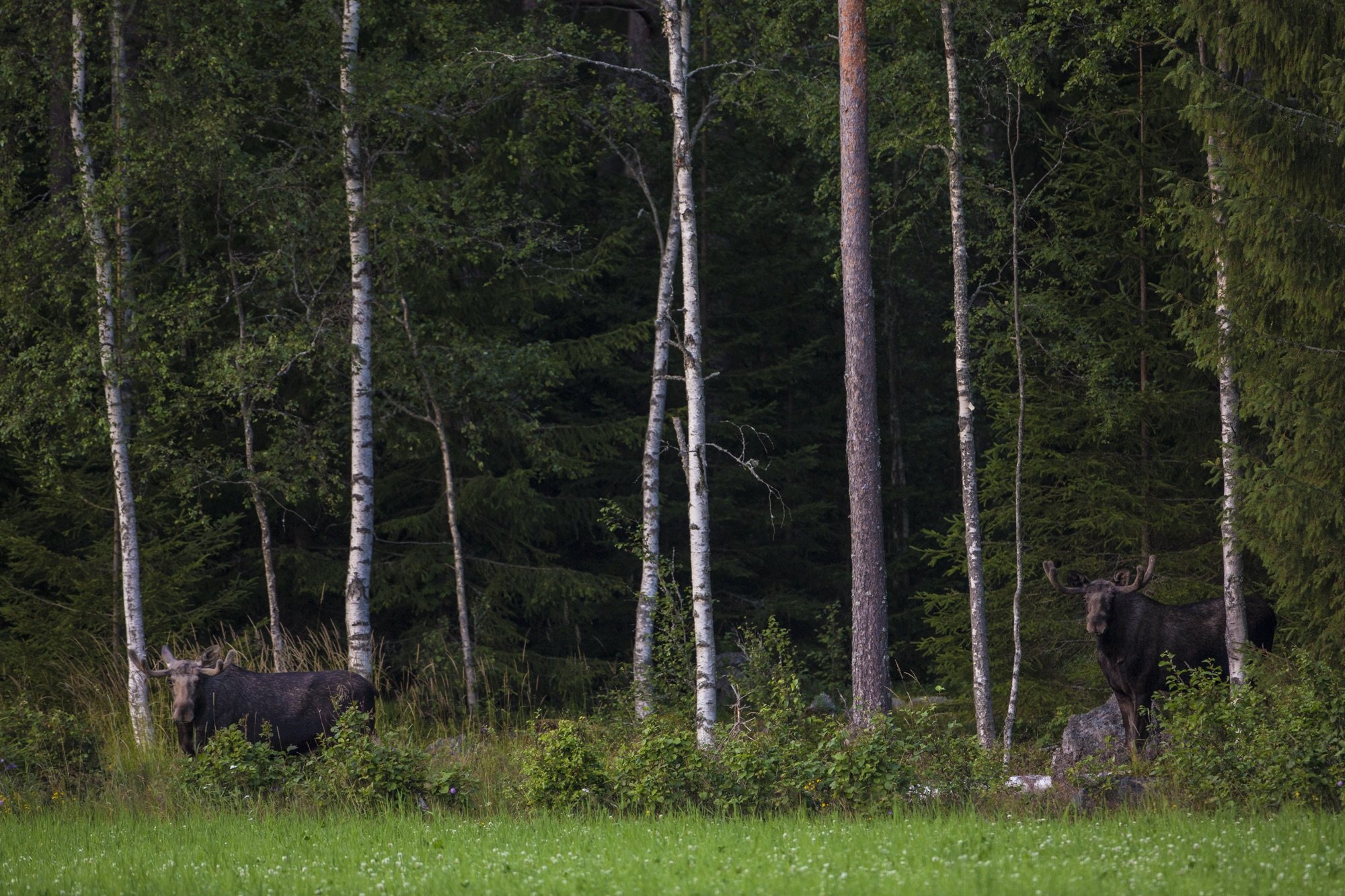 Two bull moose in Sweden