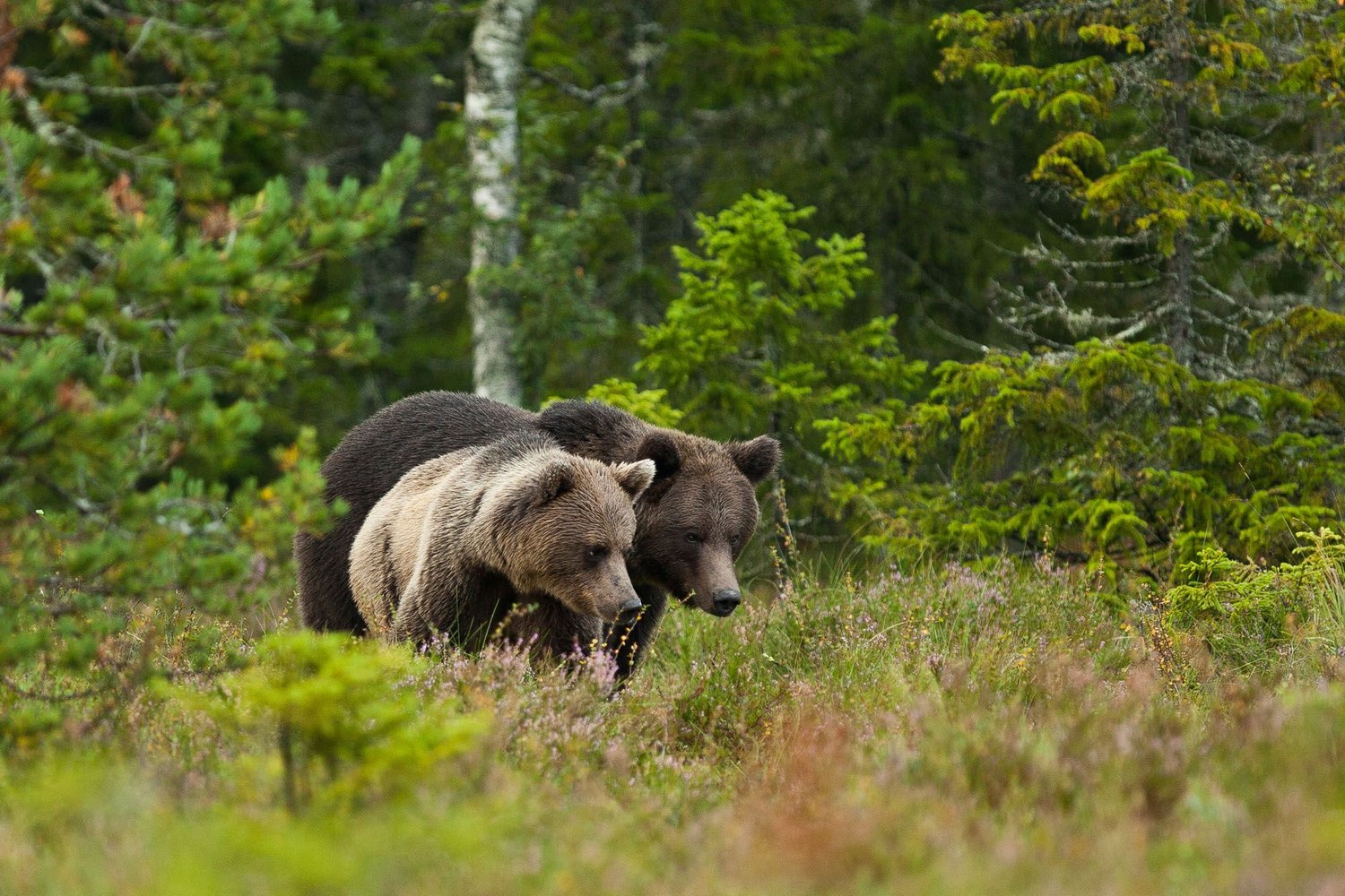 Brown Bears, Nature