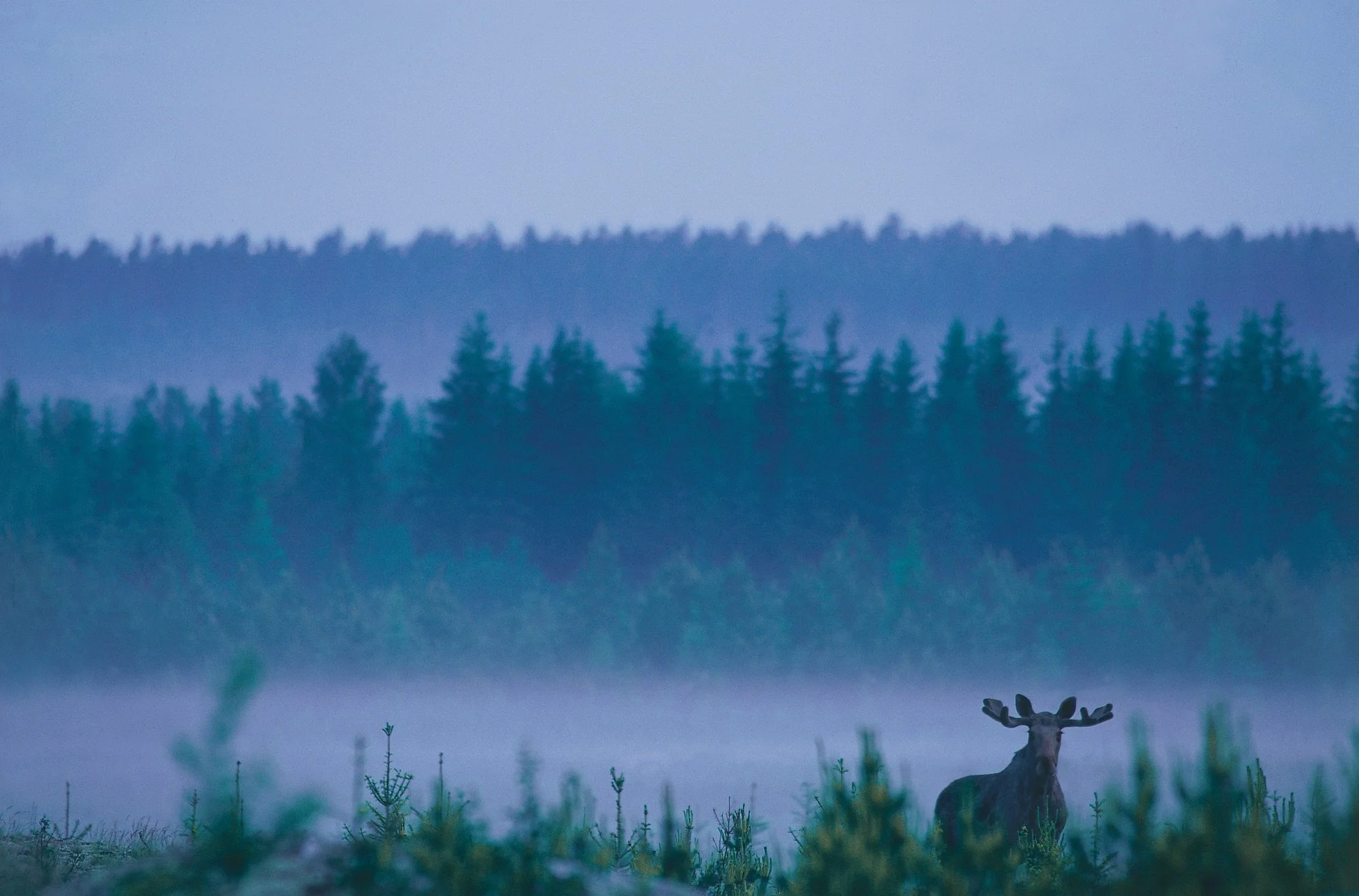 Lars_Gabrielsson_moose_01.jpg