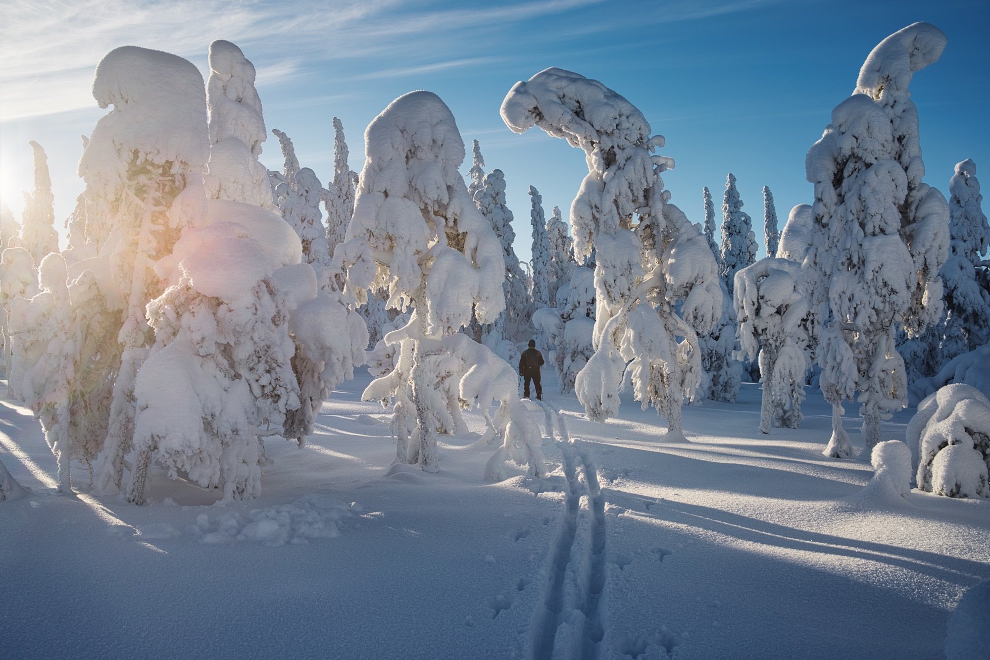 The Art of Tracking Wildlife in Snow