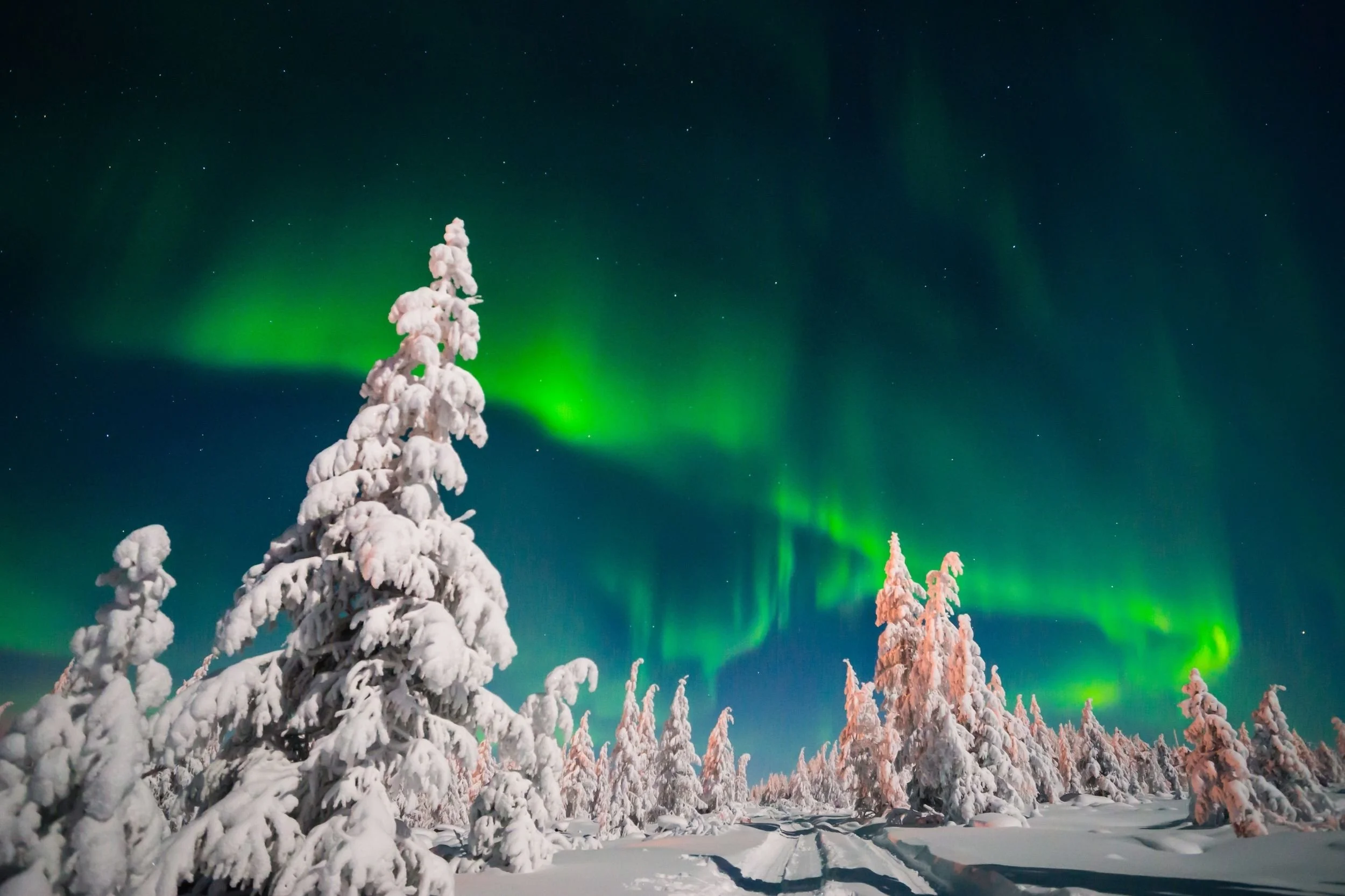 Northern Lights &amp; Wildlife in Swedish Lapland