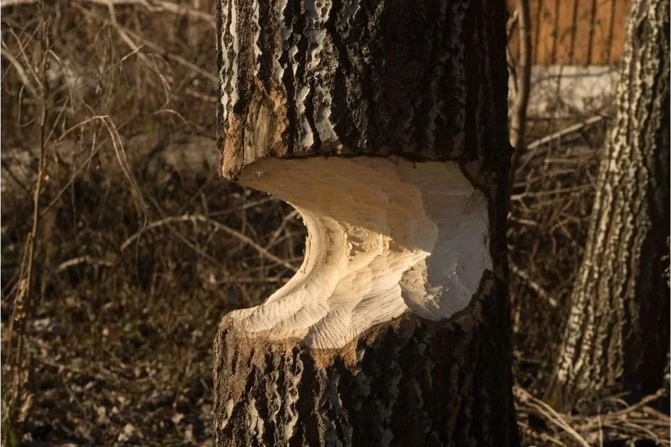 Tree that a beaver has cut
