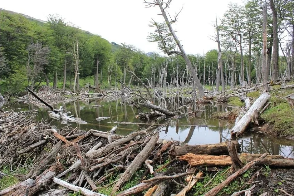 Beaver dam in Sweden