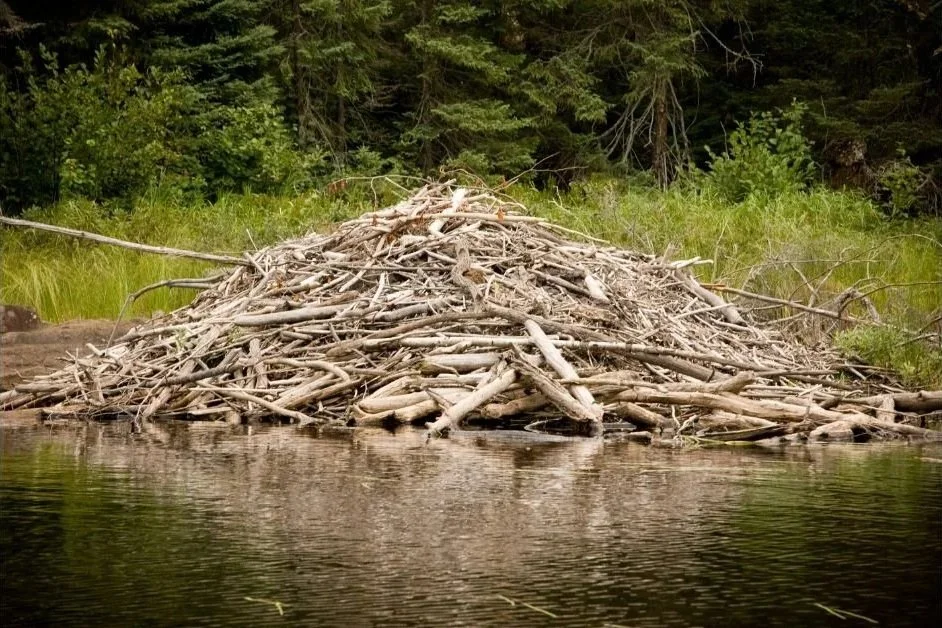 Beaver lodge in Sweden