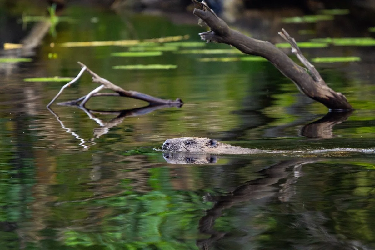 Beaver in water
