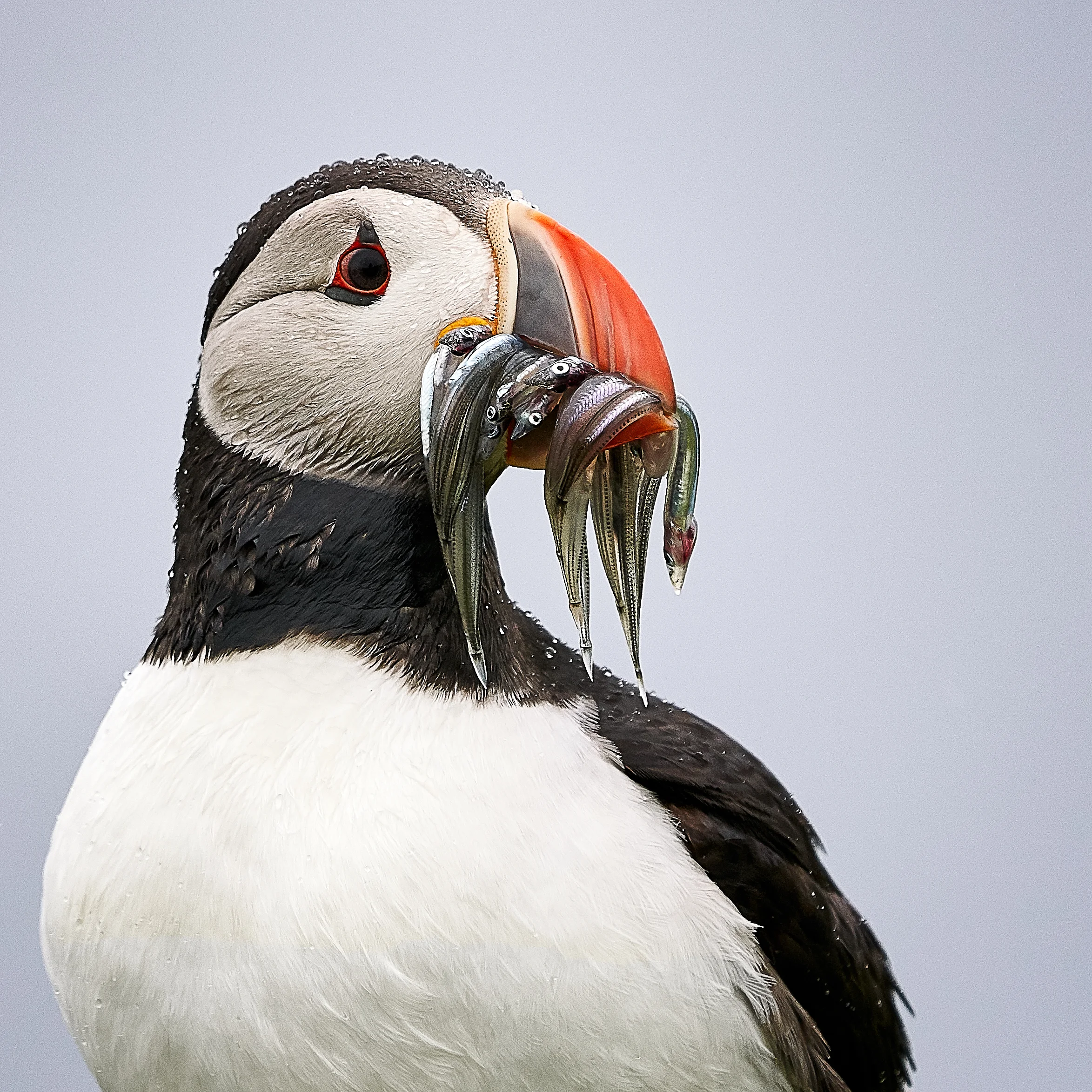 puffin-sandeels.jpg