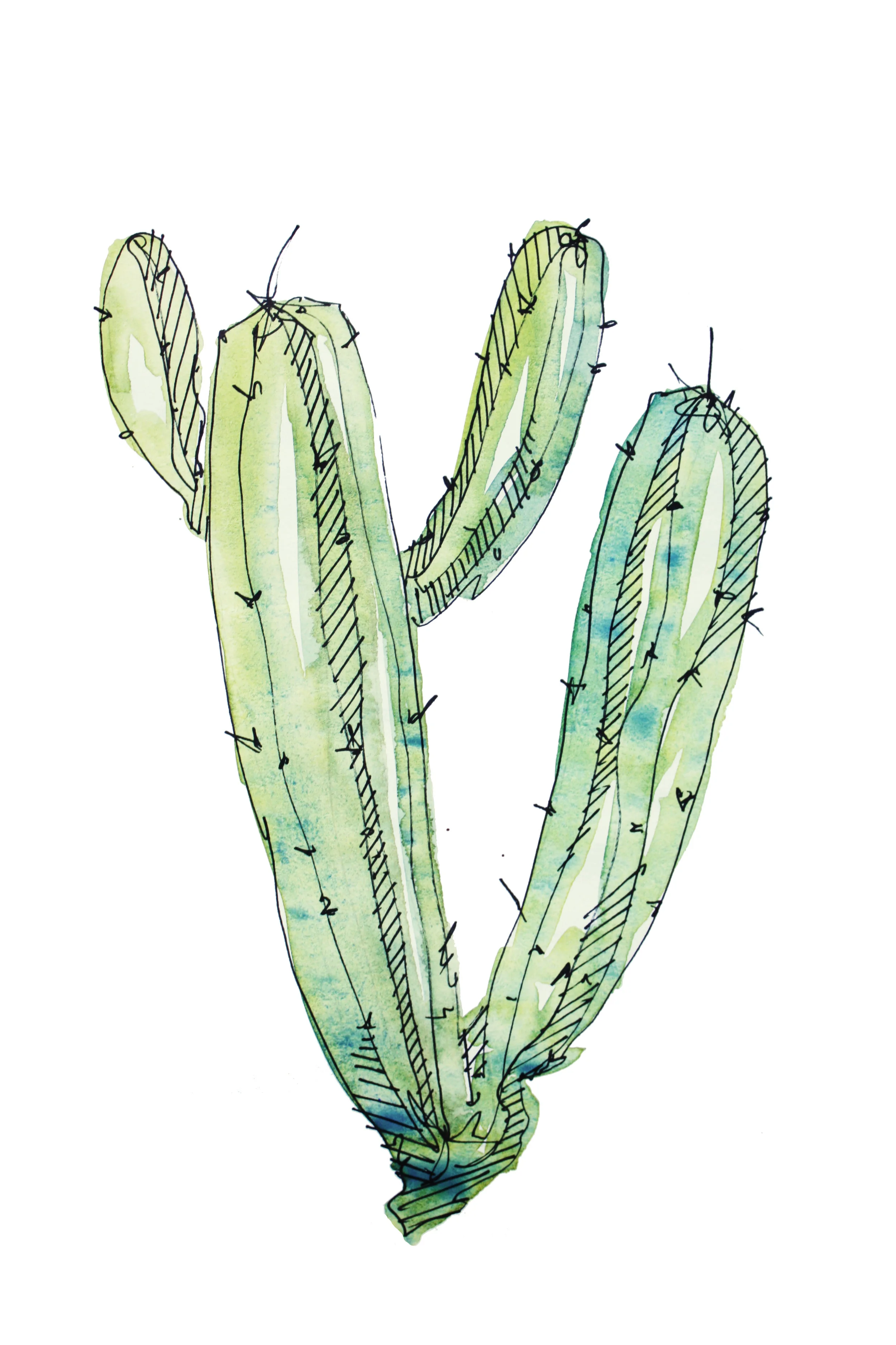 Cactus1.jpg