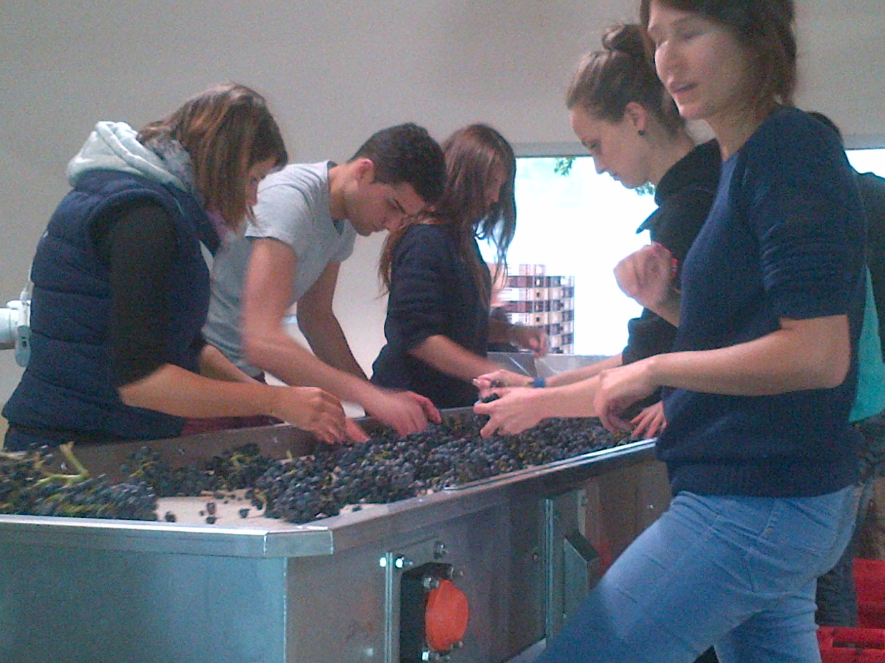 La Verriere Chene Bleu grape sorting