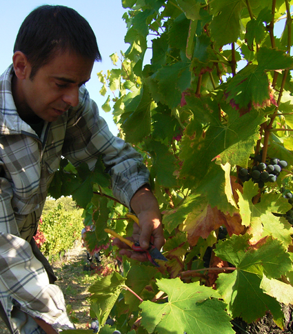 La Verriere Chene Bleu grape cutting