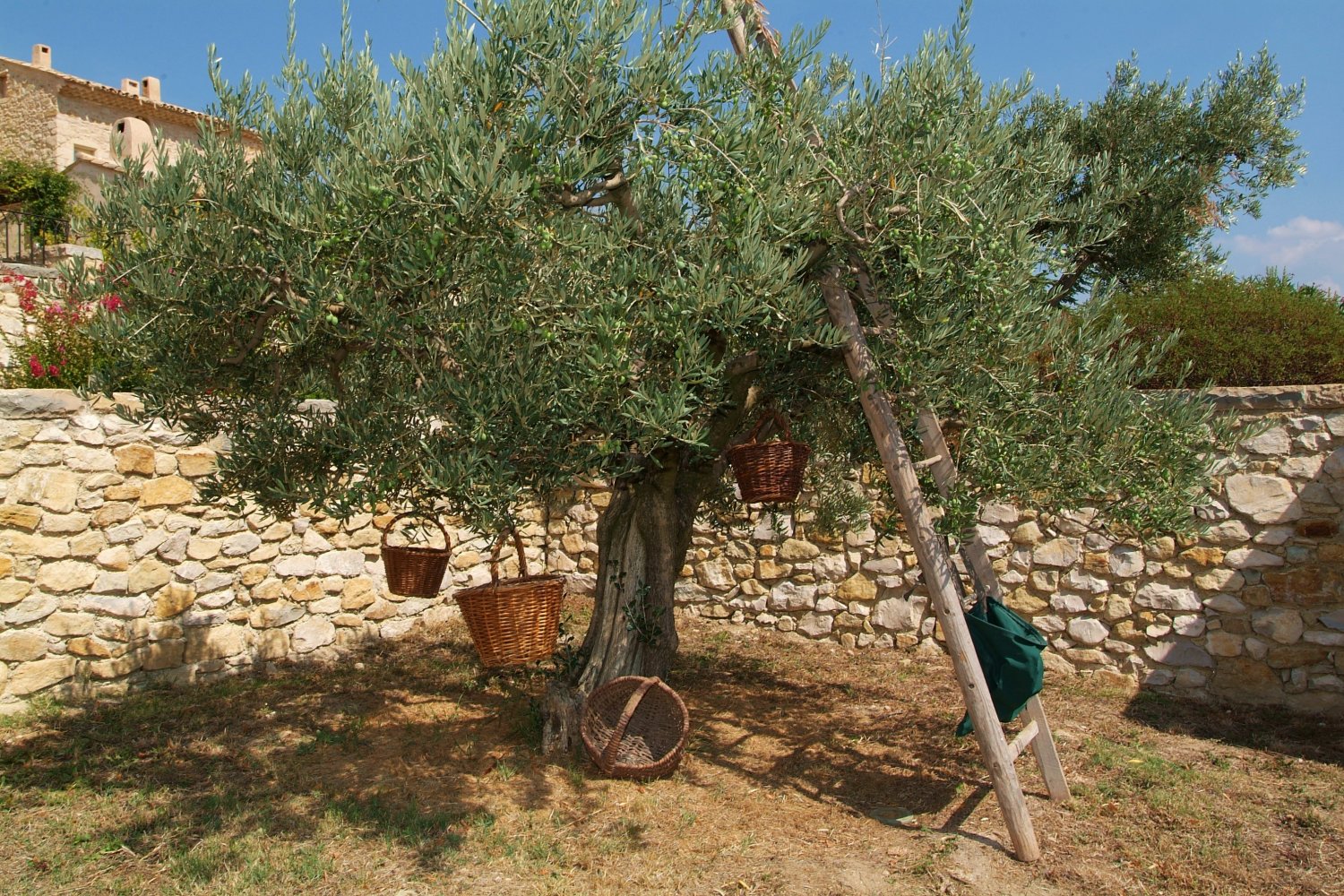 La Verriere olives