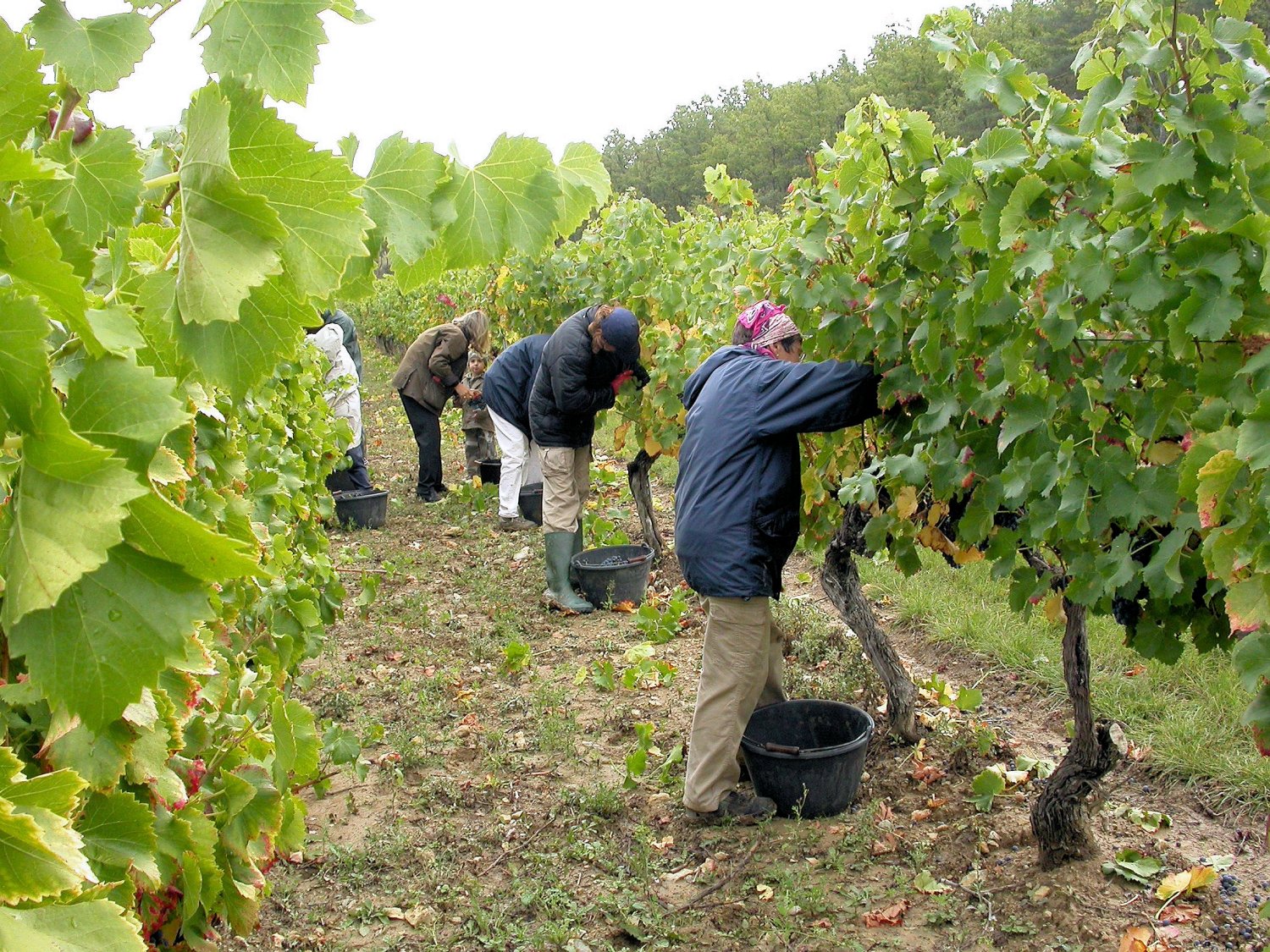 La Verriere grape picking