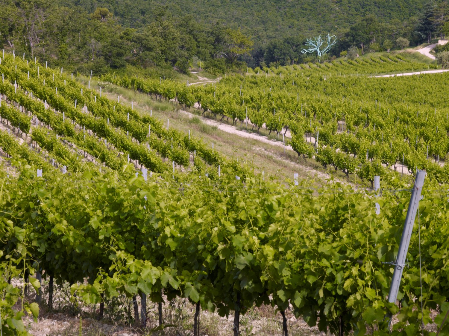 La Verriere vineyard